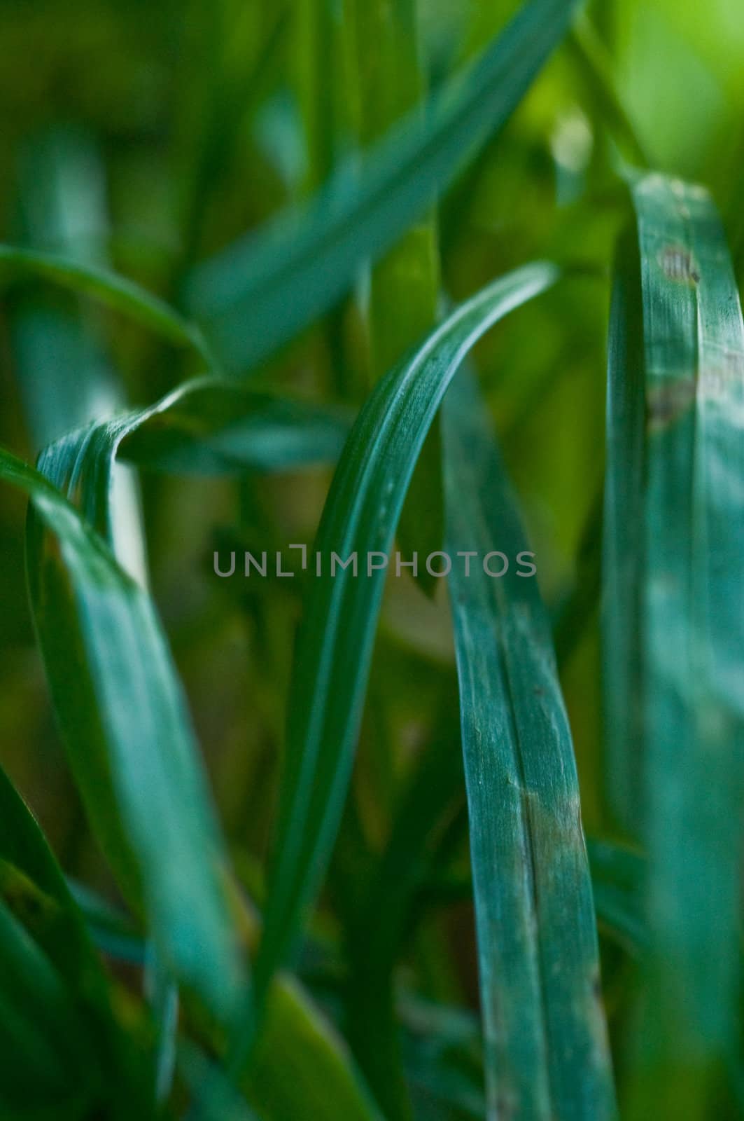 Closeup of dark green grass in the field
