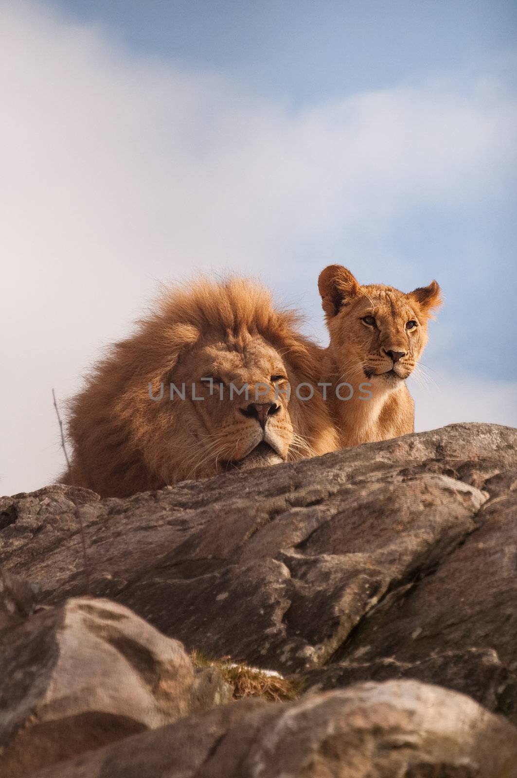 Lion and cub on a rocky top facing camera