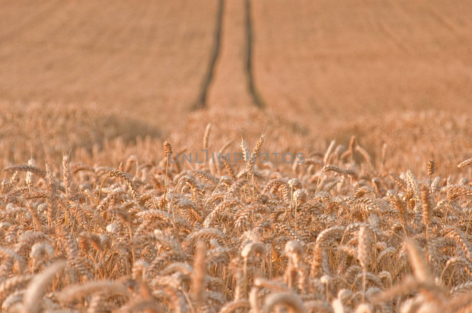 Golden wheat field with tracks in the background
