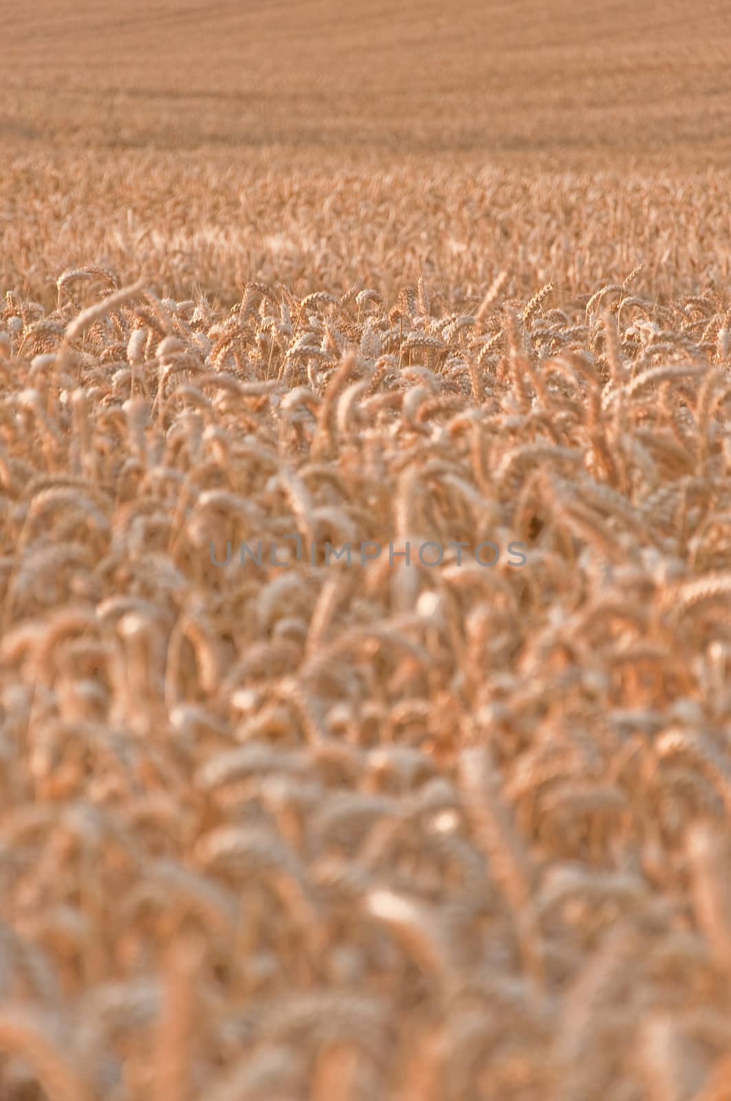 Golden wheat field with narrow depth of field