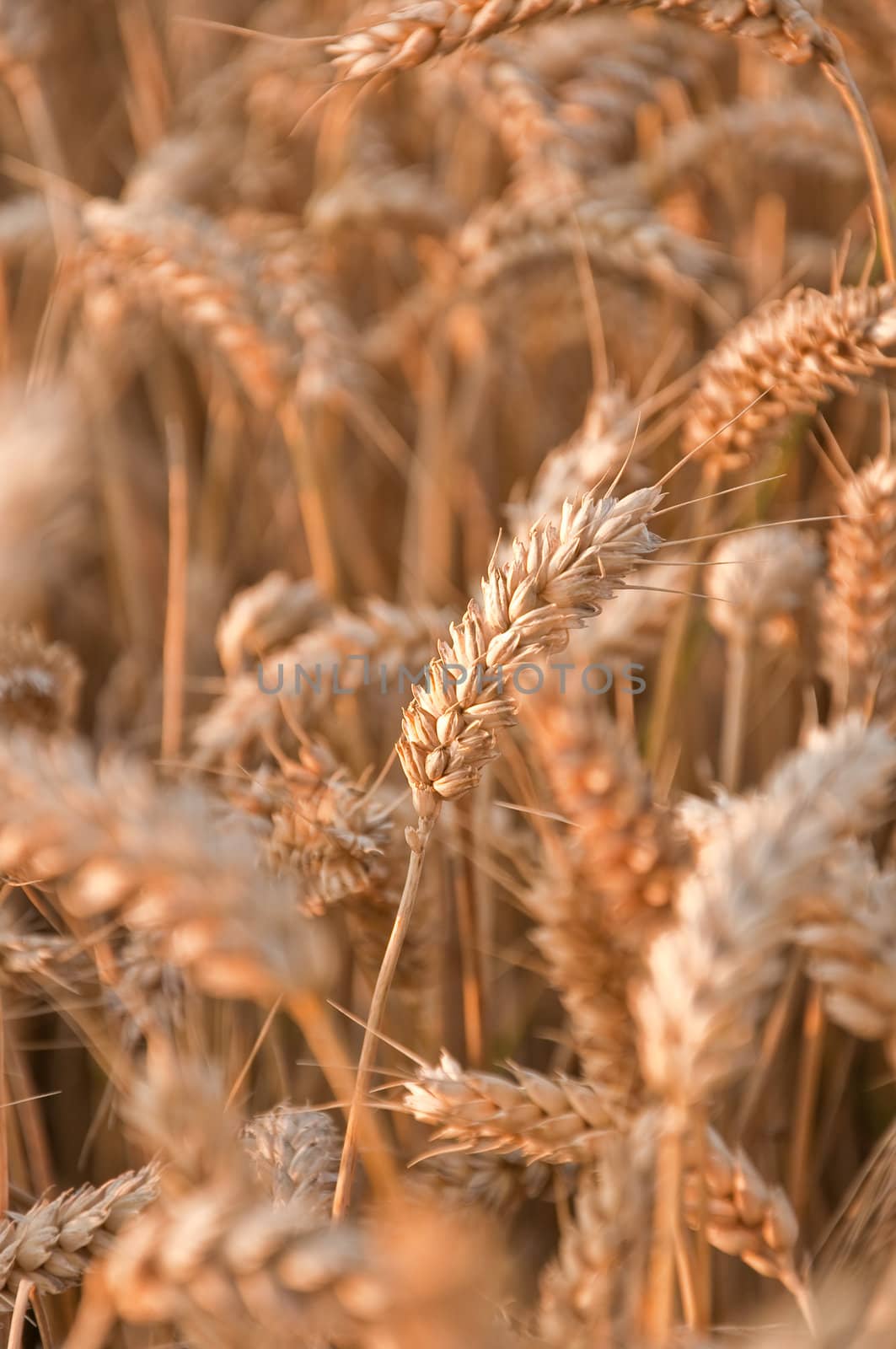Golden wheat field #3 by ThomasOderud