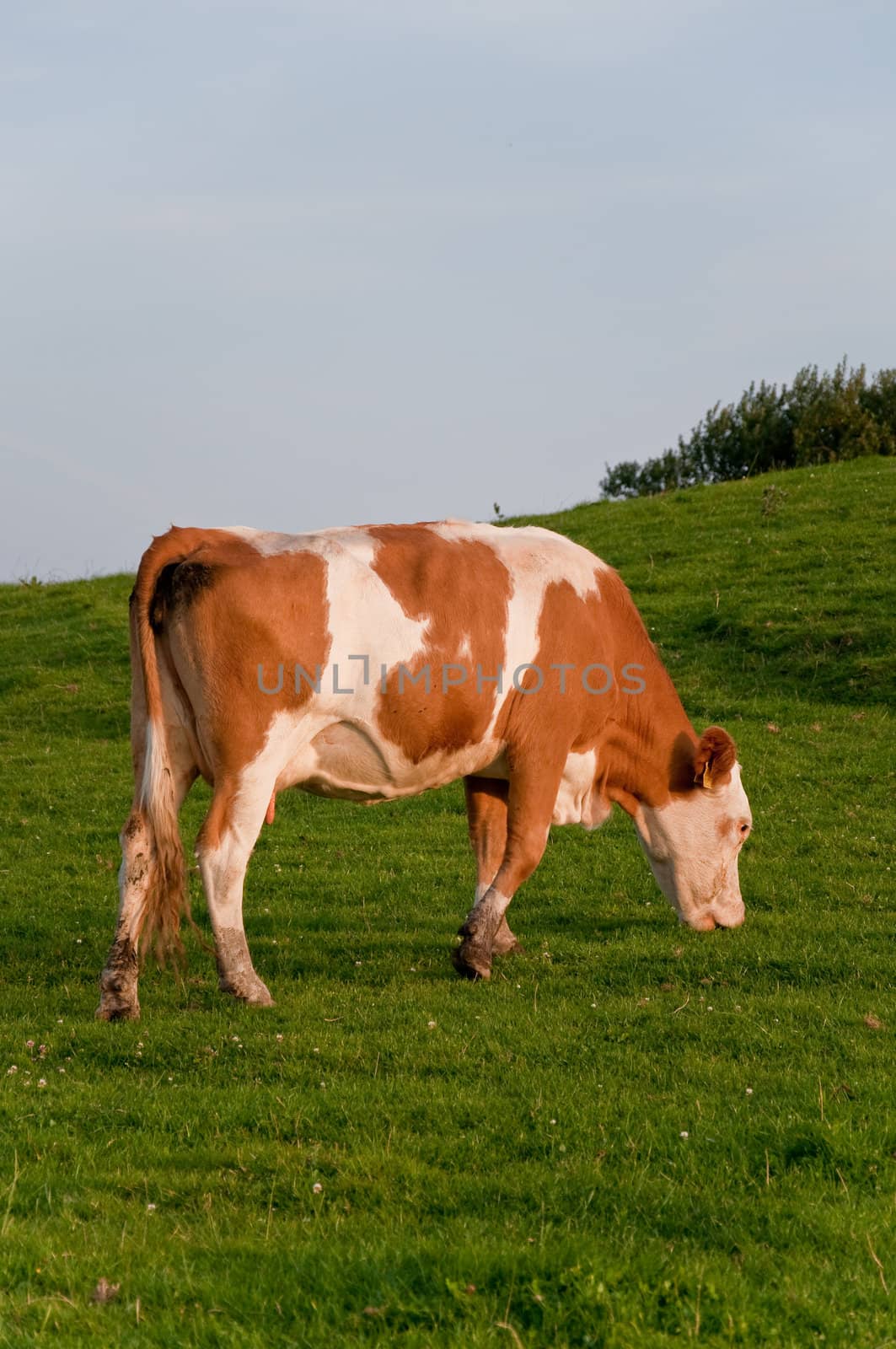 Brown and white cow on a green grassy hill eating grass