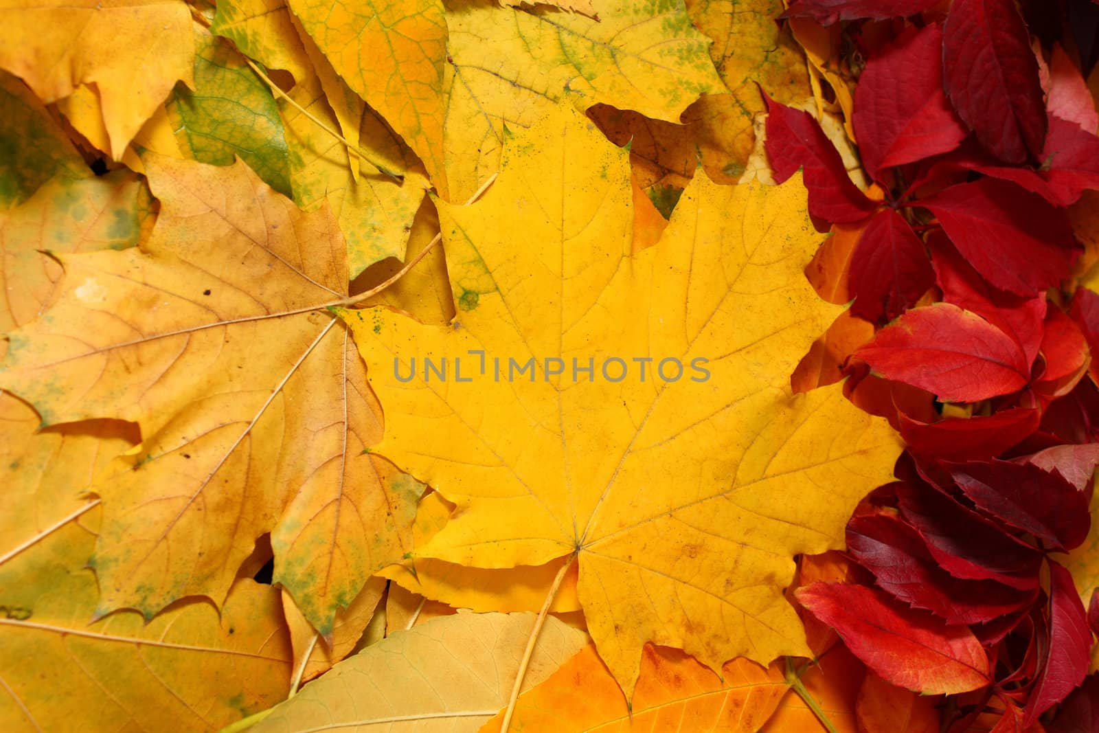 Autumn leaves background Vertical line