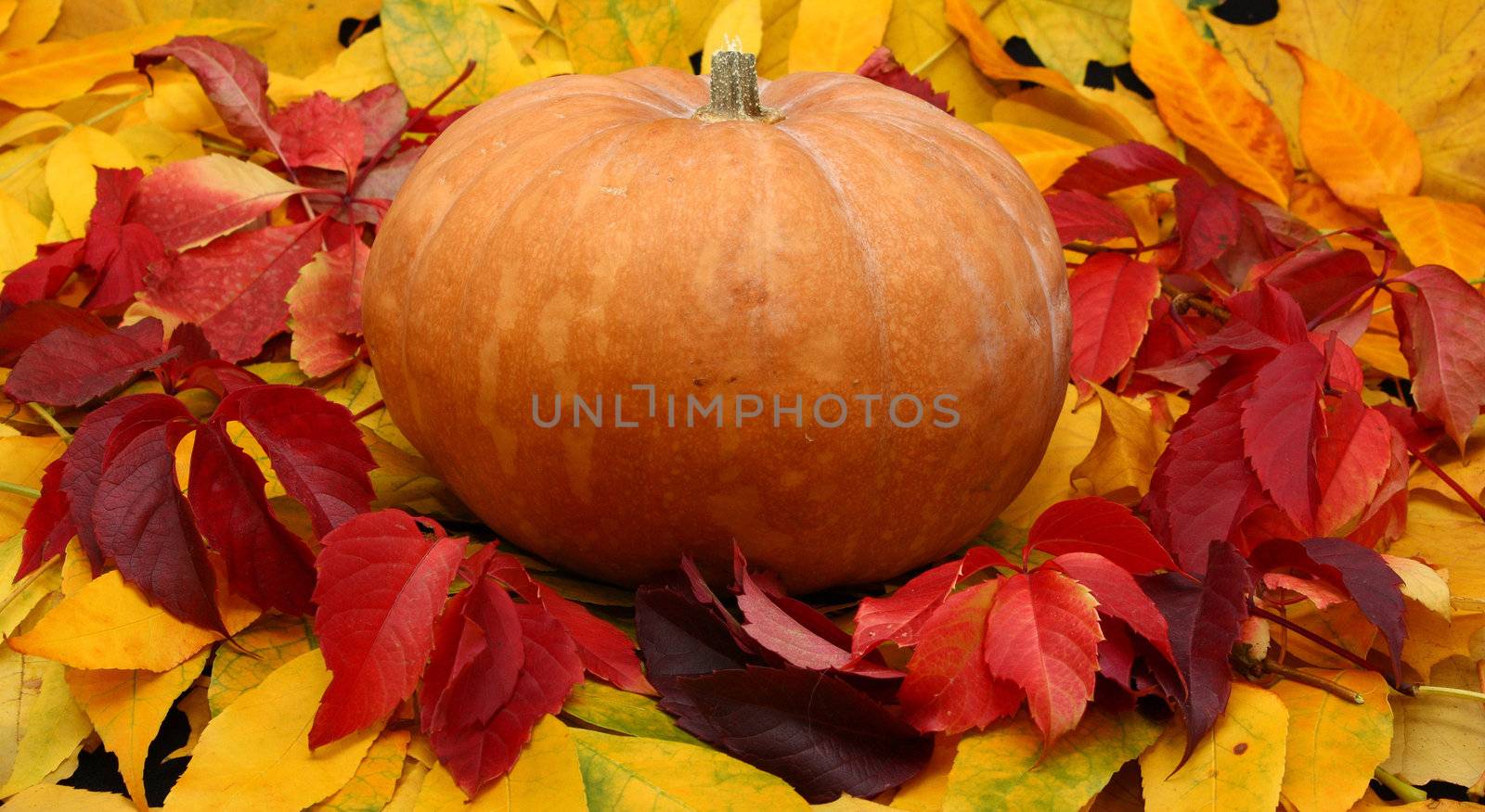 Halloween Pumpkin among colorful leaves