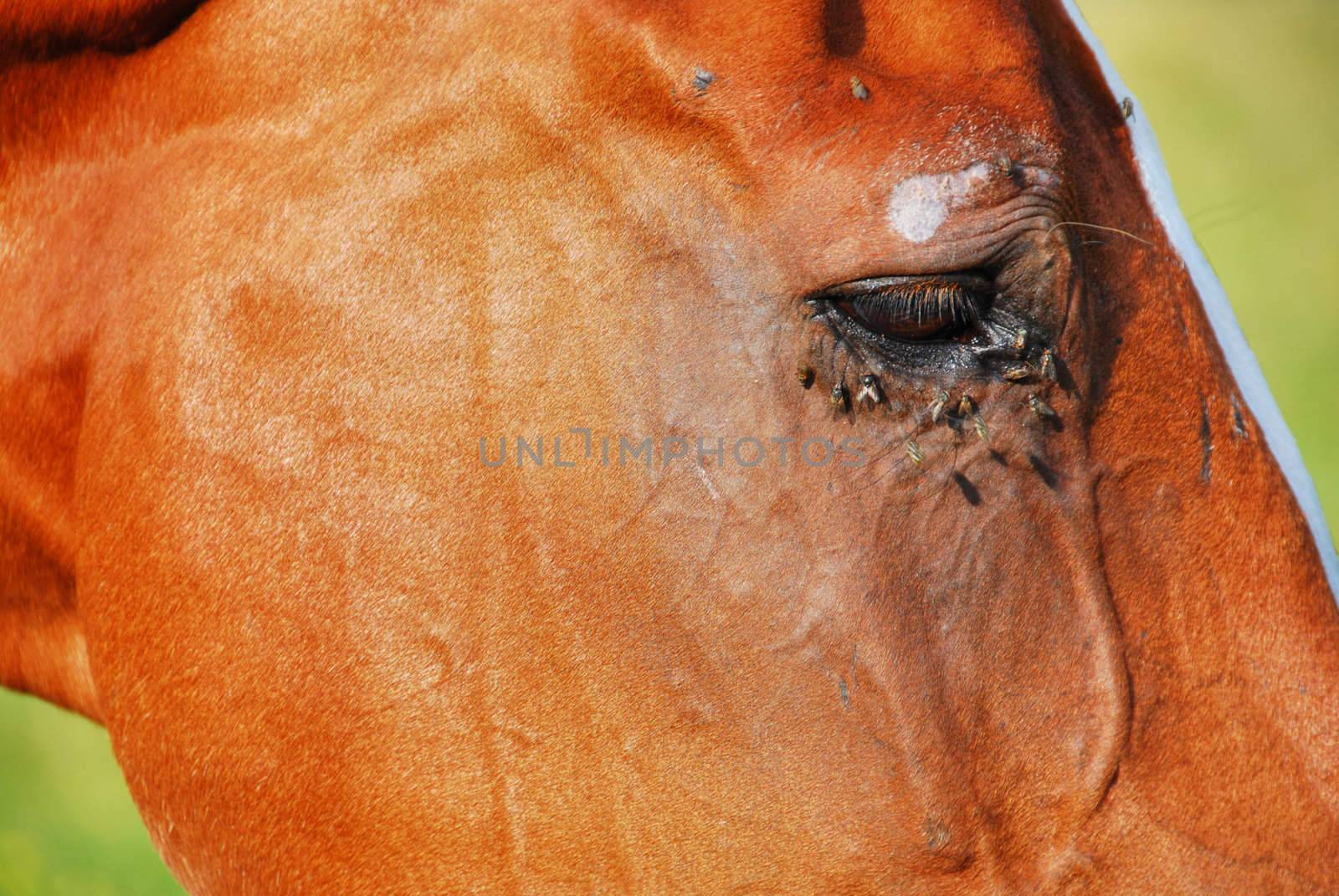 Horse Eye, Dolomites, 2007 by jovannig