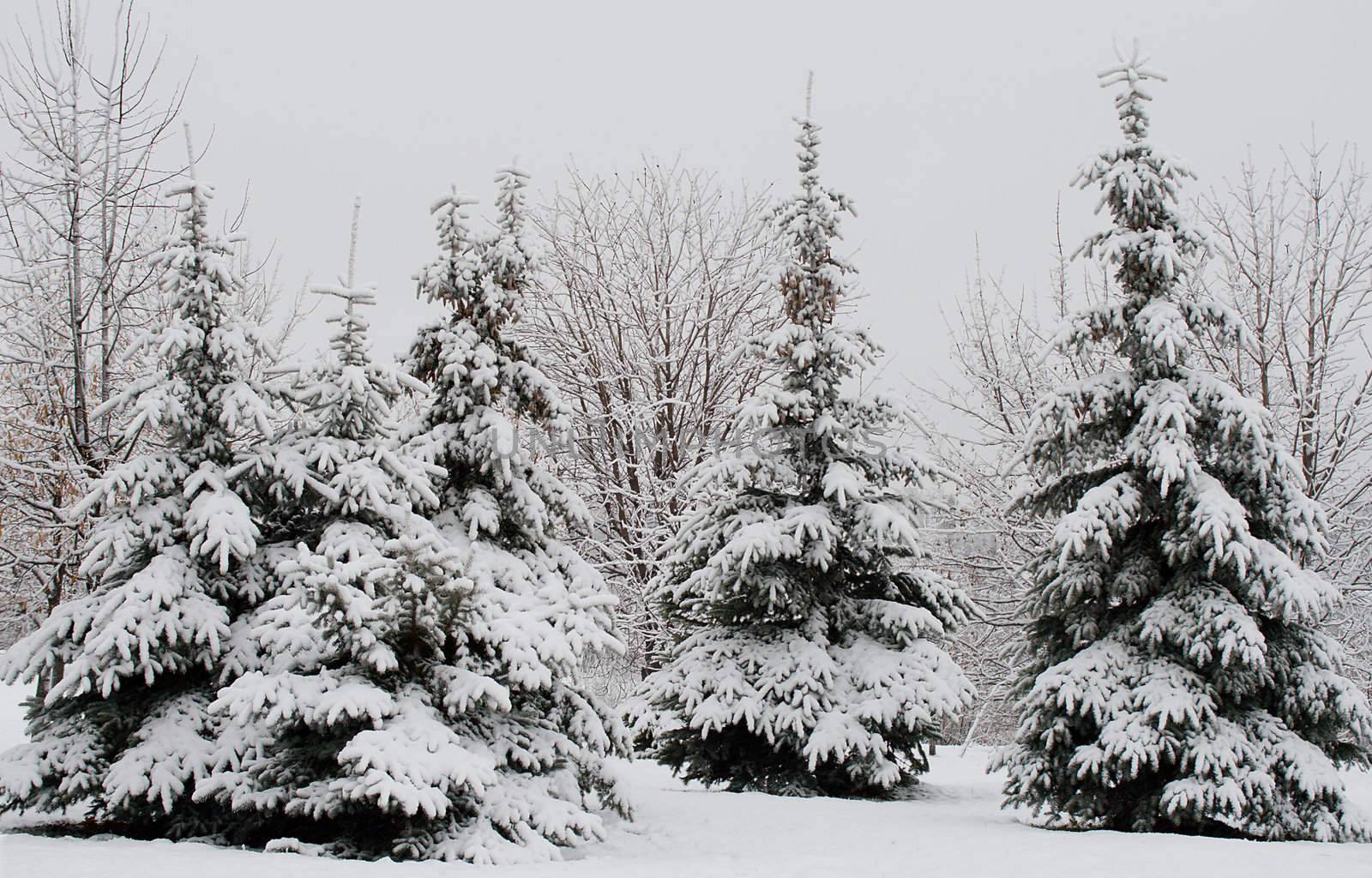 fir forest with snow by Alekcey