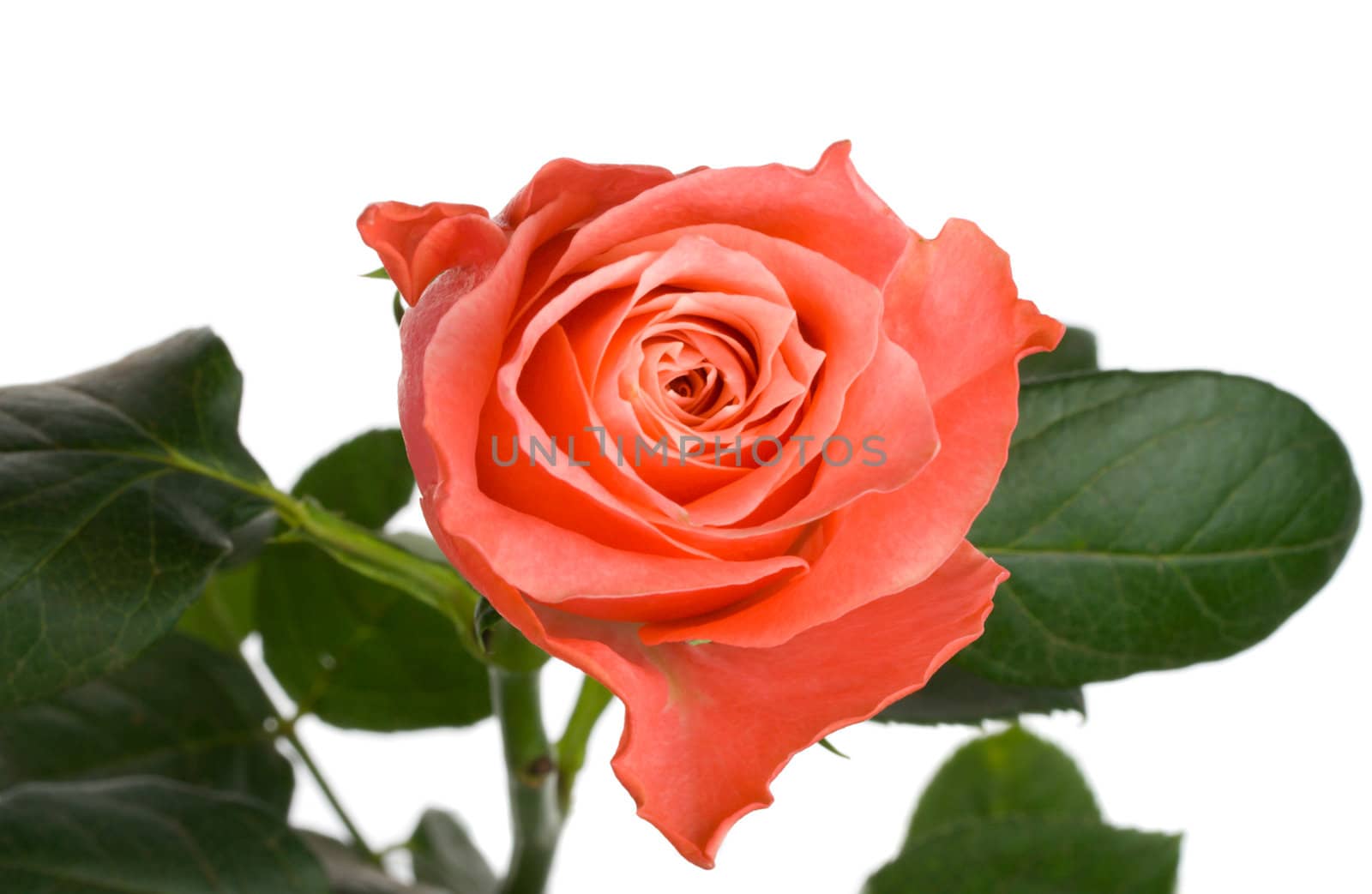 close-up pink rose, view from above, isolated