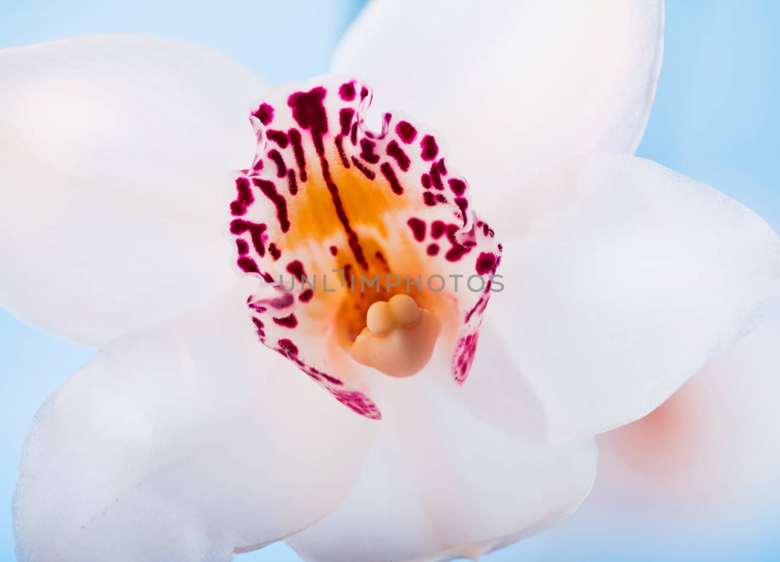 White orchid flower on blue background.