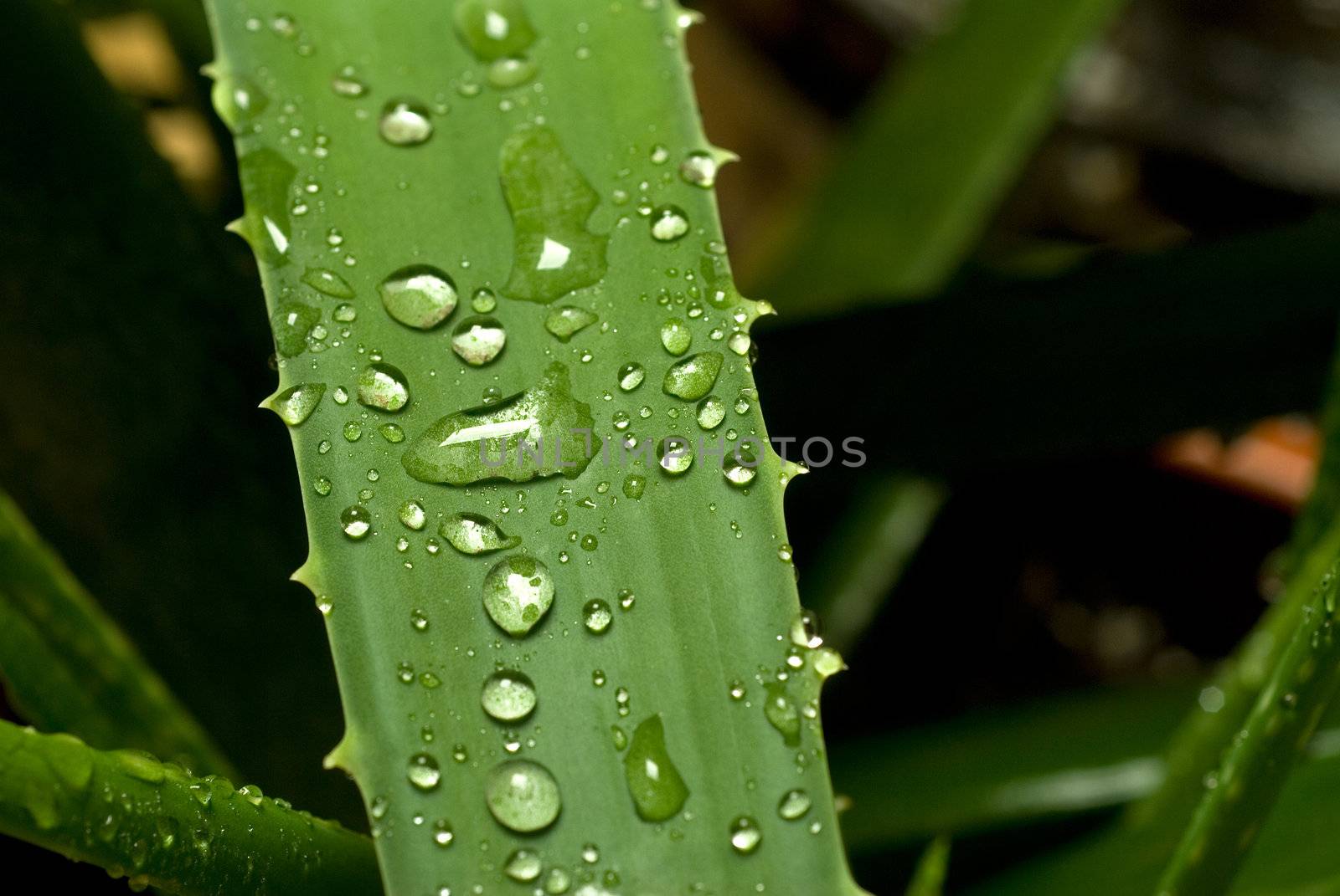 vivid green aloe vera plant on a vase close up