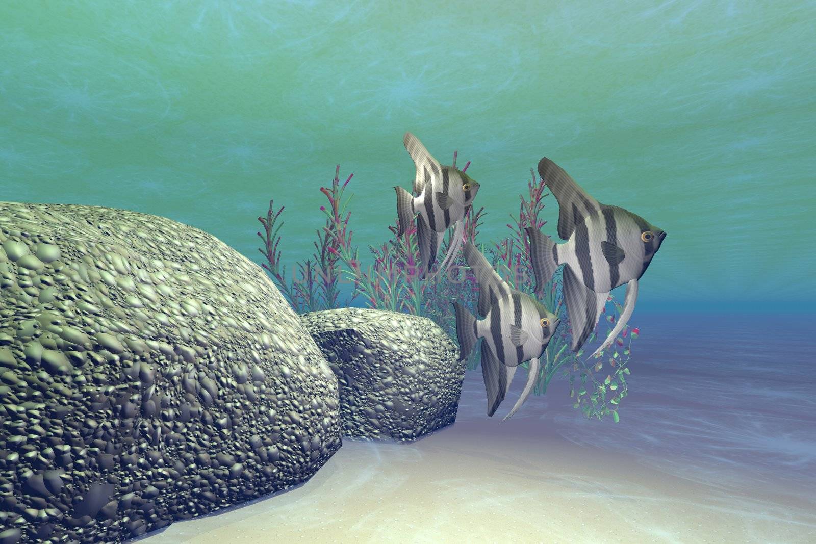 A groupl of angelfish swim near a reef.