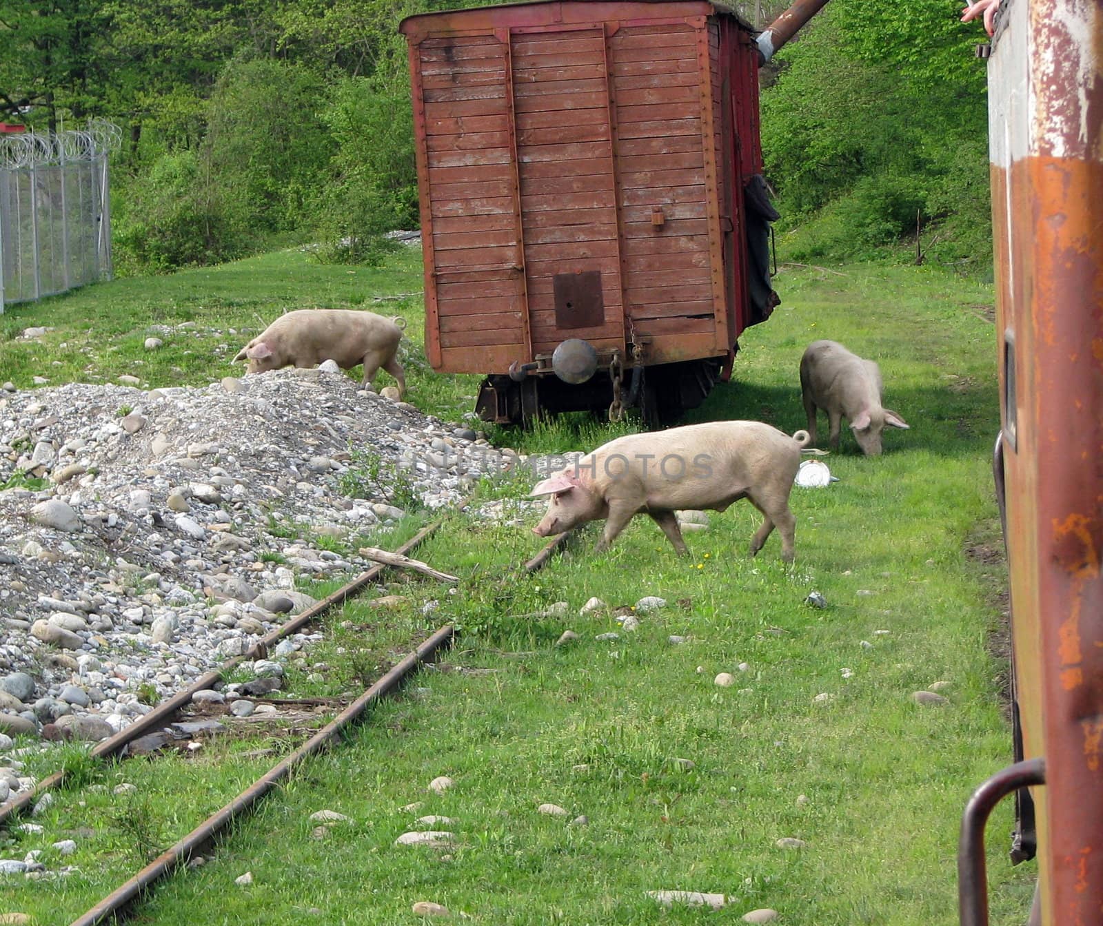 Pigs on the railway tracks by cynos_spb