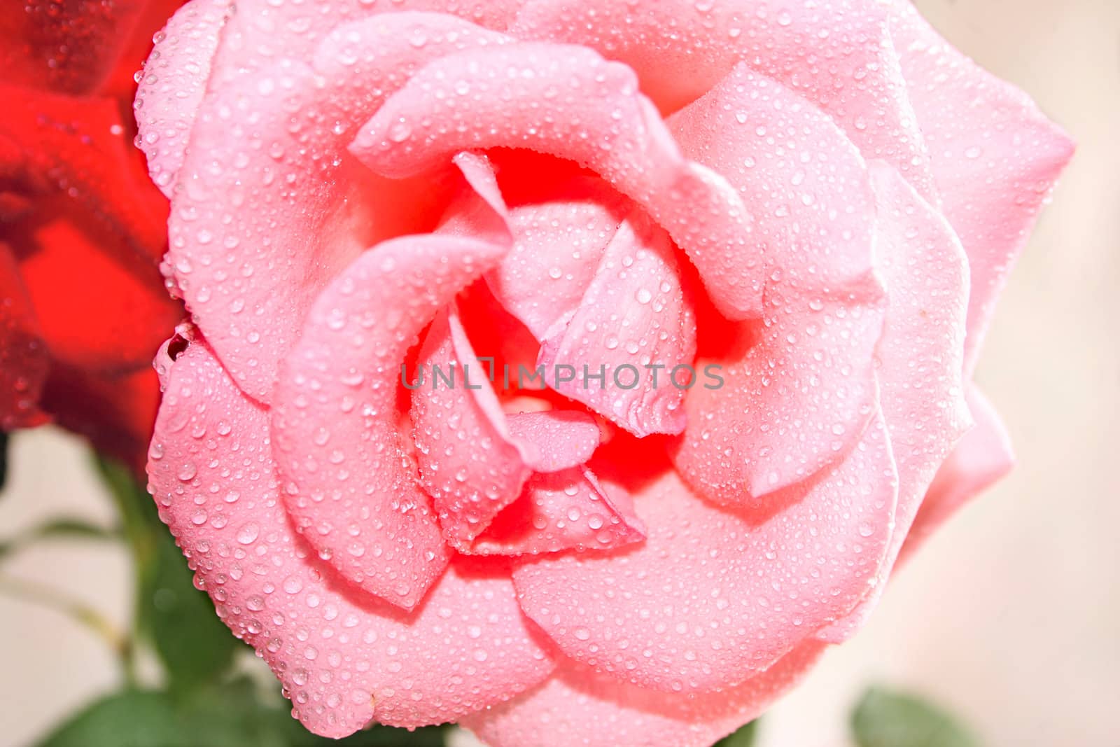 Rose flower in dew drops removed close up