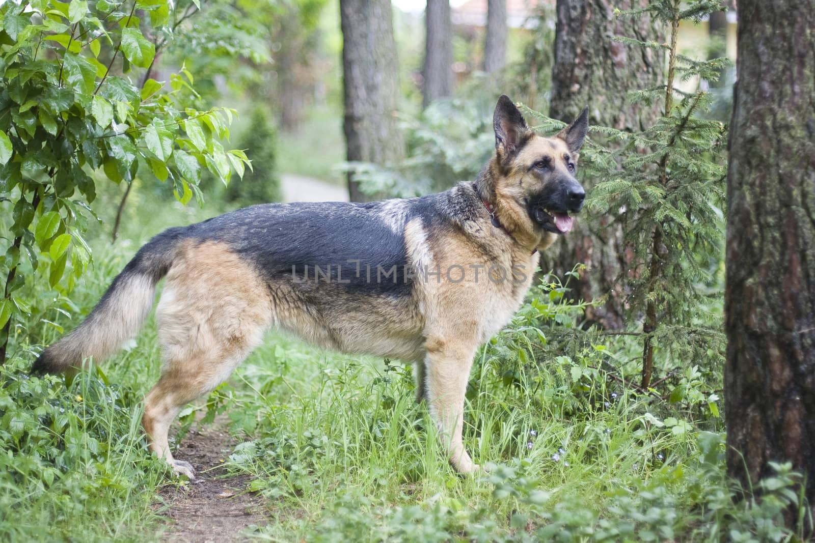 German sheepdog by furzyk73