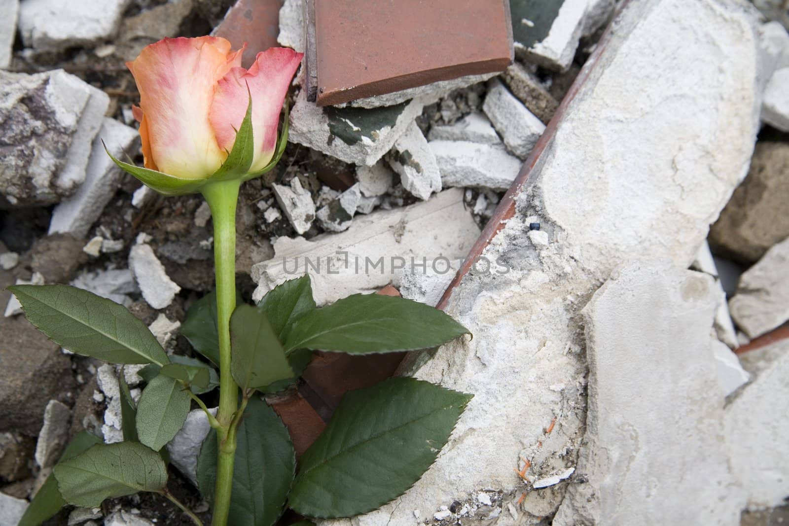 beautiful rose on the rubber - ecology symbol