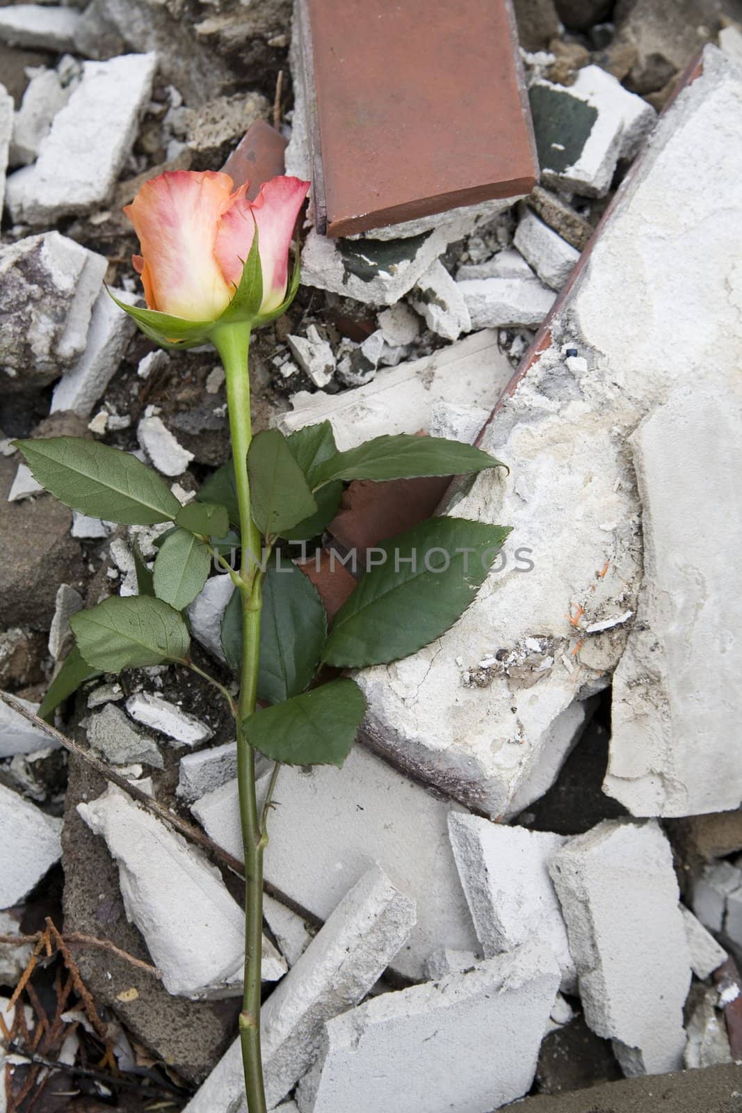 beautiful rose on the rubber - ecology symbol