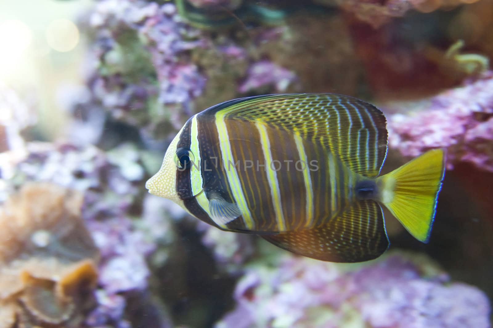 tropical fish - Zebrasoma desjardini