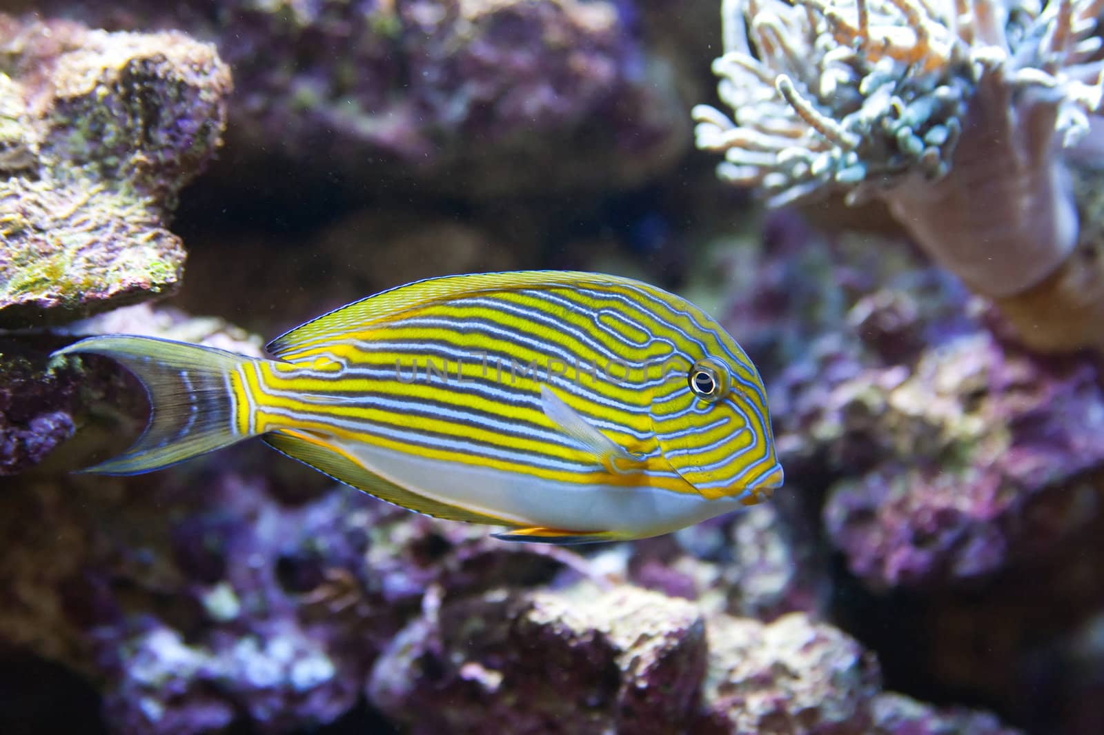 tropical world - Acanthurus lineatus, Clown tang by furzyk73