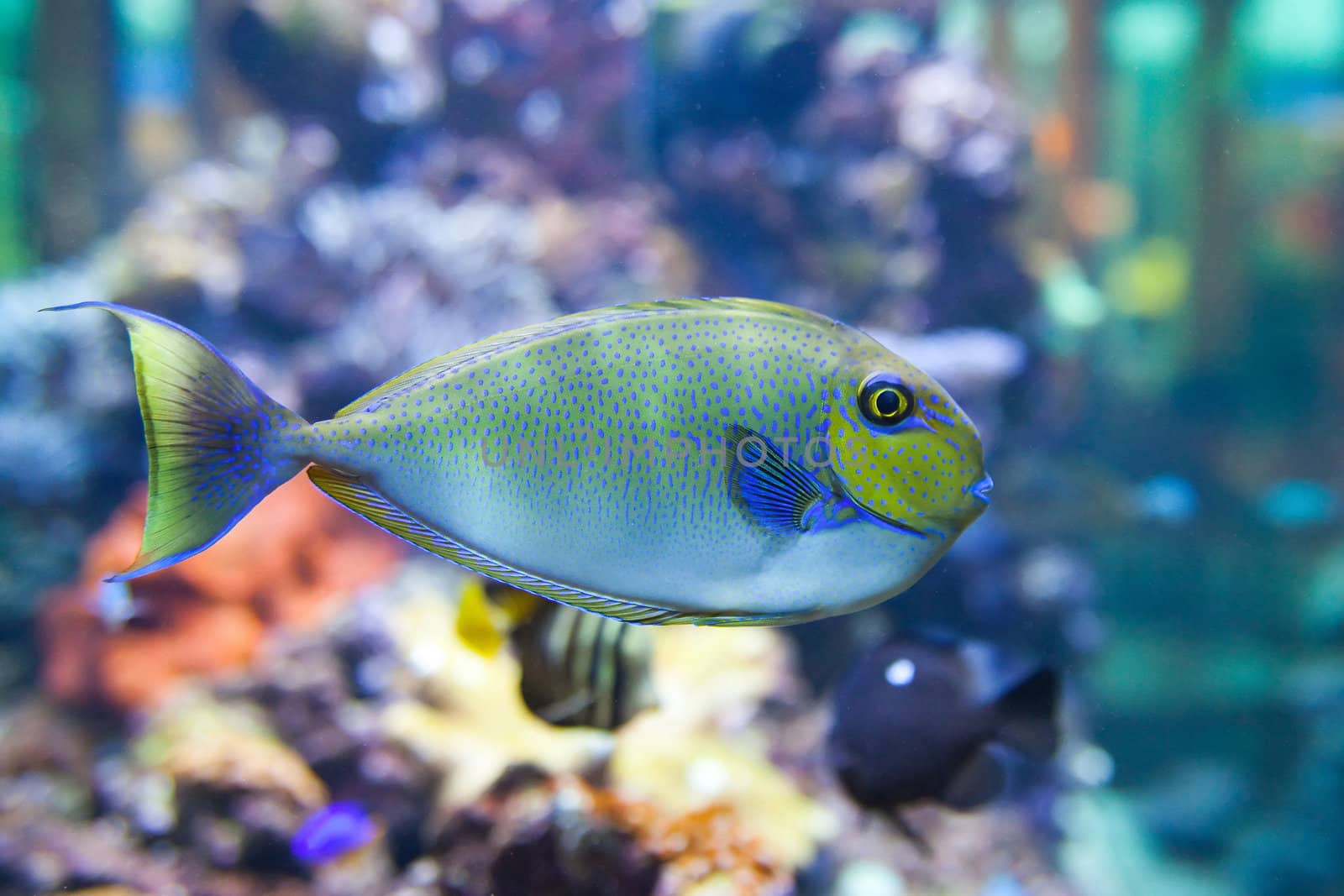 tropical world  - Naso vlamingi, Bignose Unicronfish by furzyk73