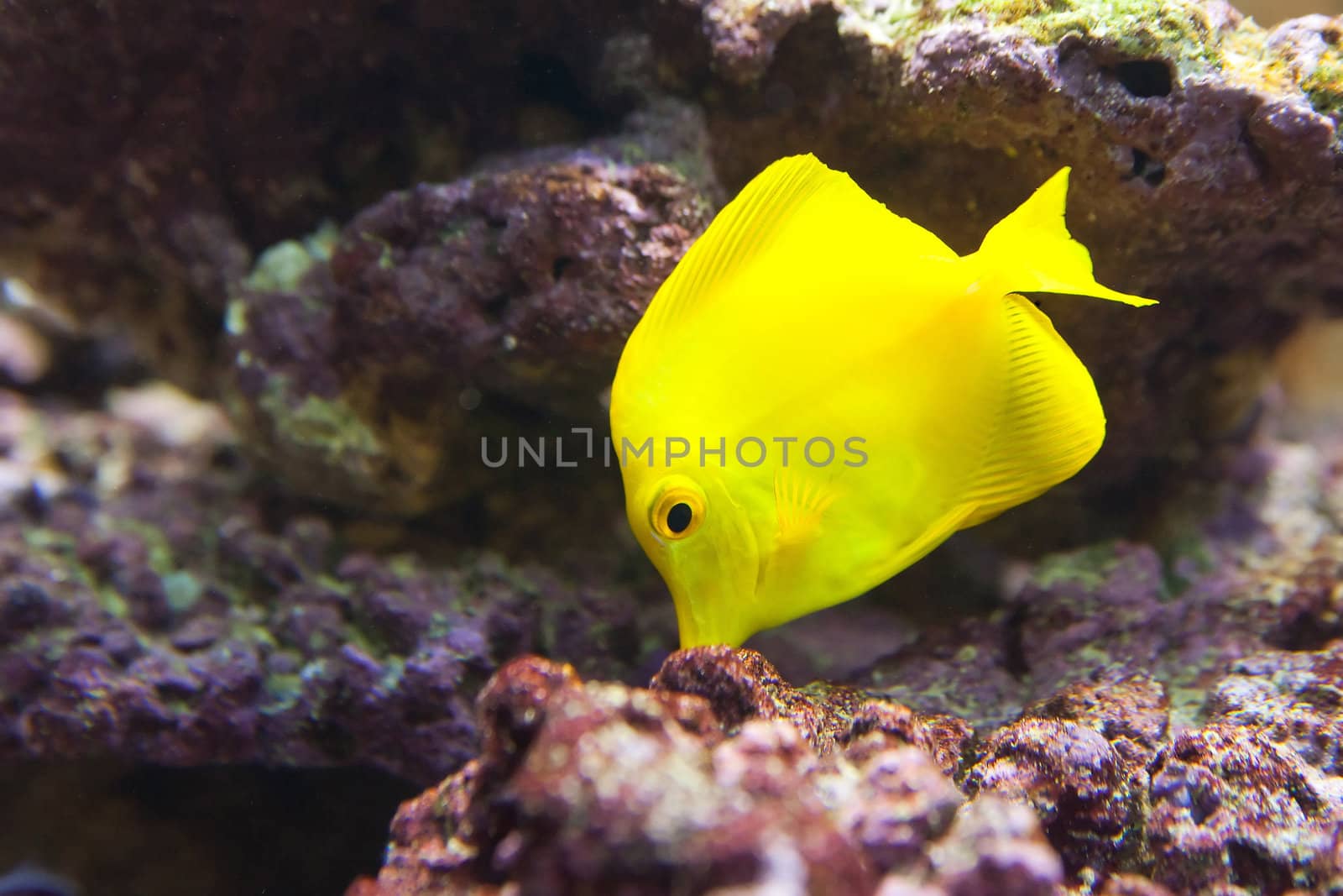 tropical world - Zebrasoma flavescens, Yellow Tang by furzyk73