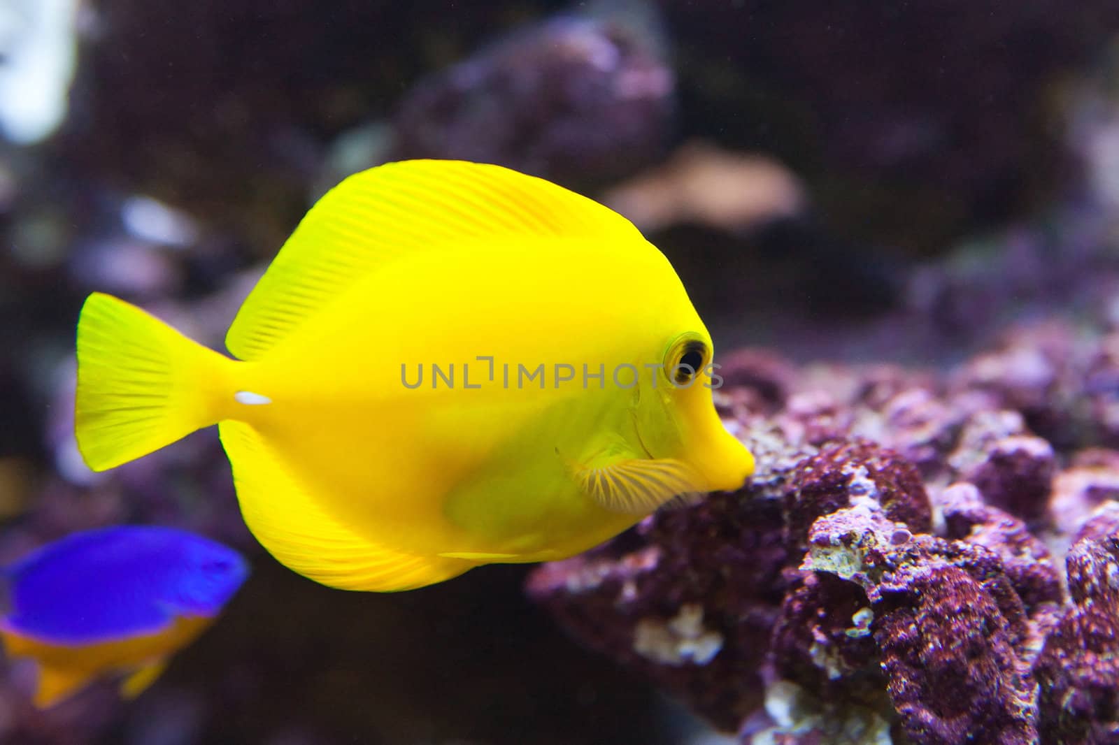 tropical world - Zebrasoma flavescens, Yellow Tang by furzyk73