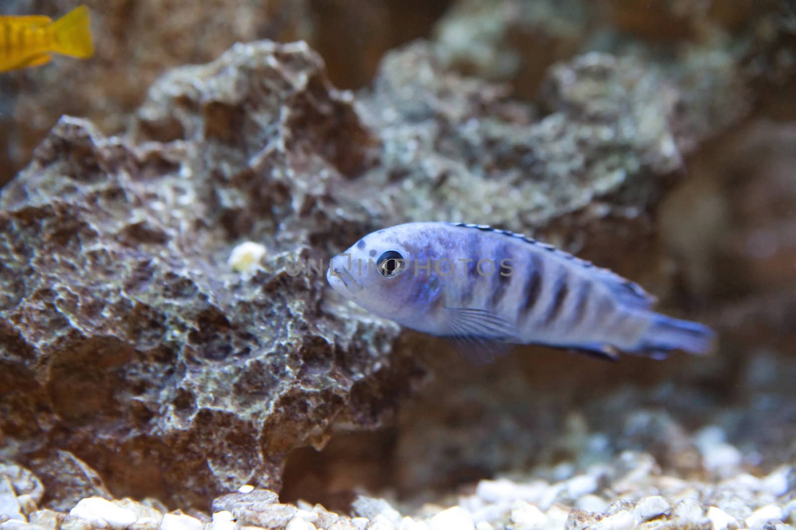 tropical fish - Maylandia lombardoi