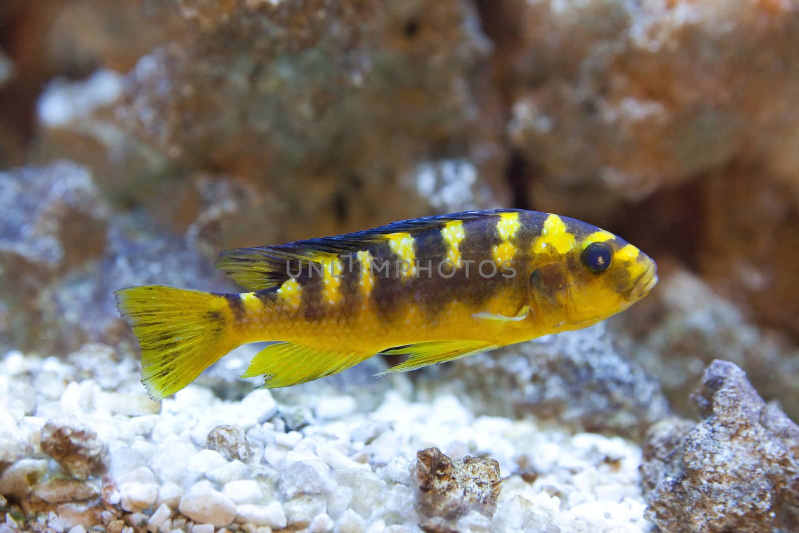 tropical world - Nimbochromis venustus by furzyk73