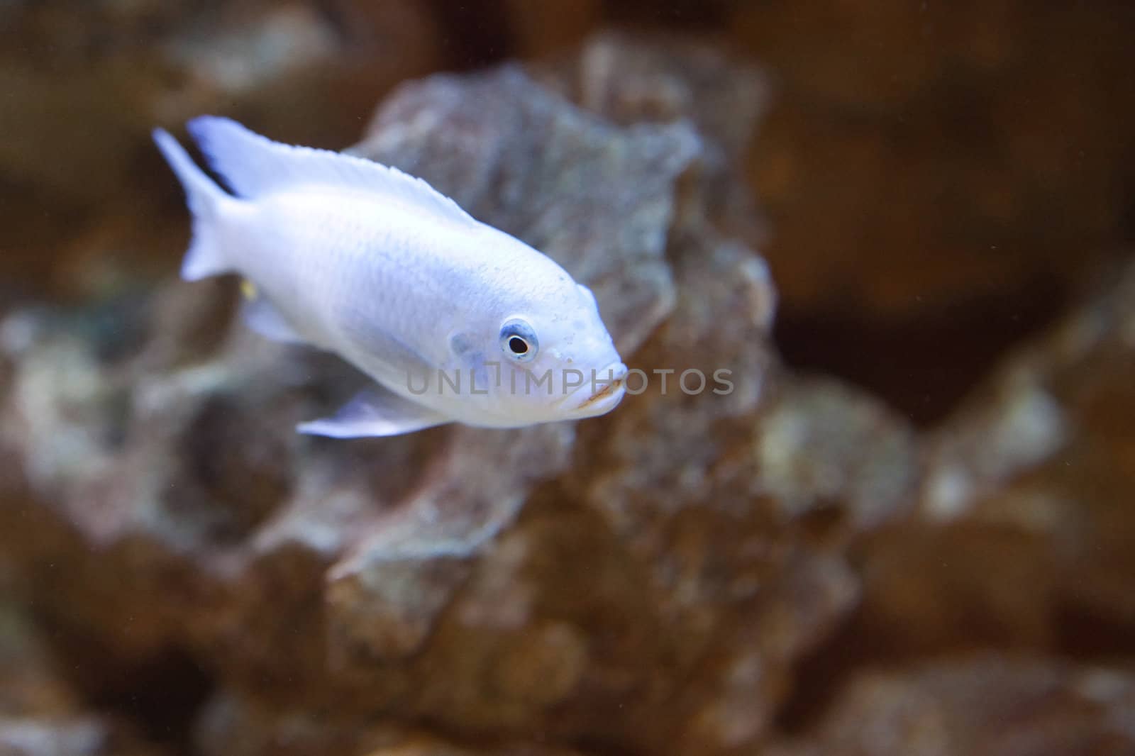 tropical world - Pseudotropheus sp. red-top ndumb by furzyk73