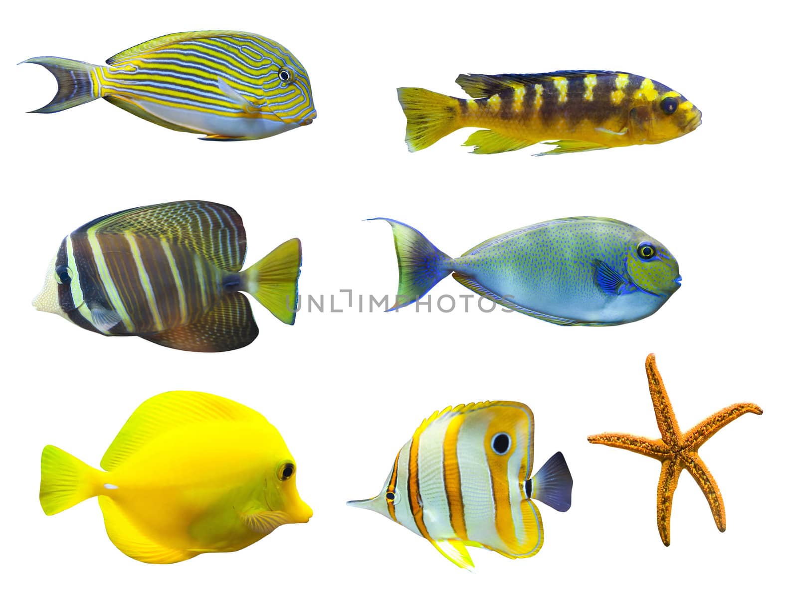 tropical fish - isolated on white background. From top to right:  Acanthurus sohal - Sohal Tang, Nimbochromis venustus, Zebrasoma desjardini - Sailefin Tang, Naso vlamingi - Bignose Unicronfish, Zebrasoma flavescens - Yellow Tang, Chelmon rostratus - Copperband butterflyfish, Marble Sea Star