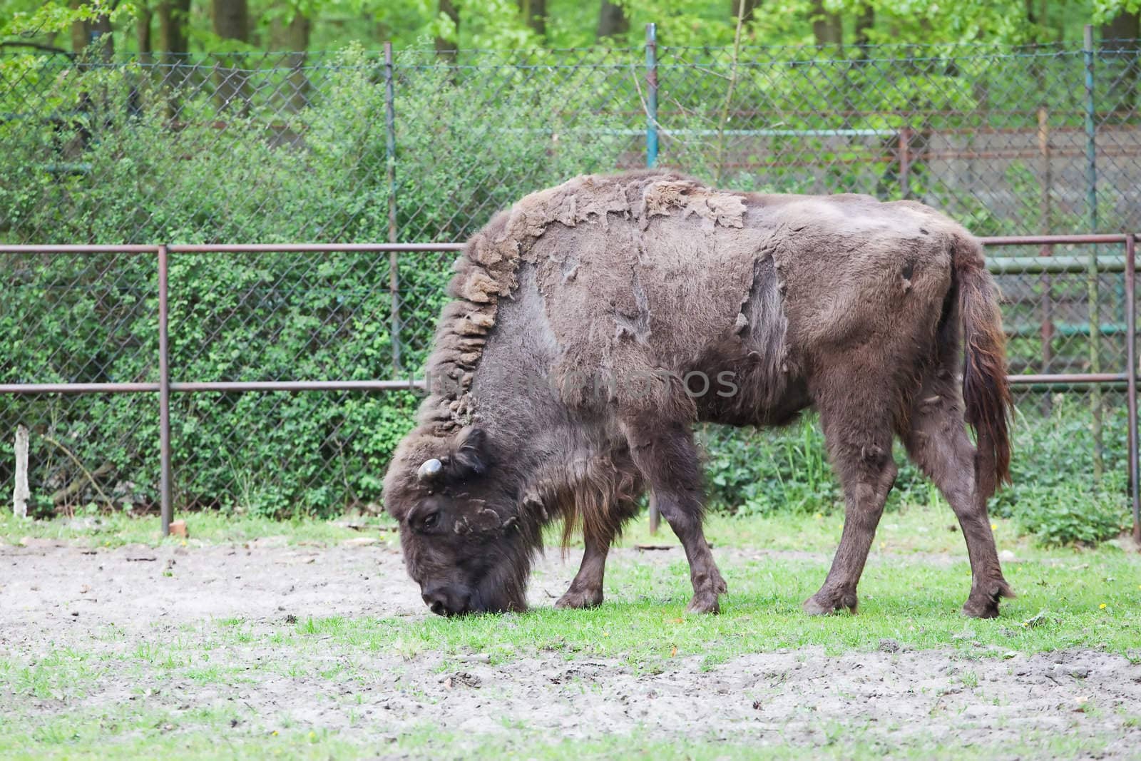 Bison bonasus, european bison, Wisent, aurochs by furzyk73
