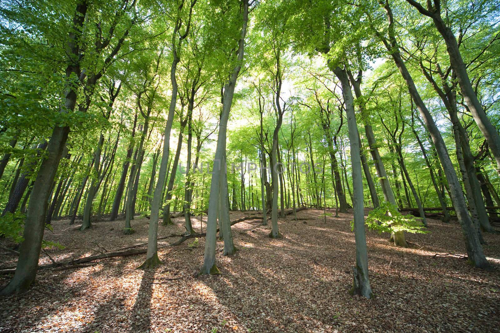 forest path - photo taken by ultra wide angle at 12mm