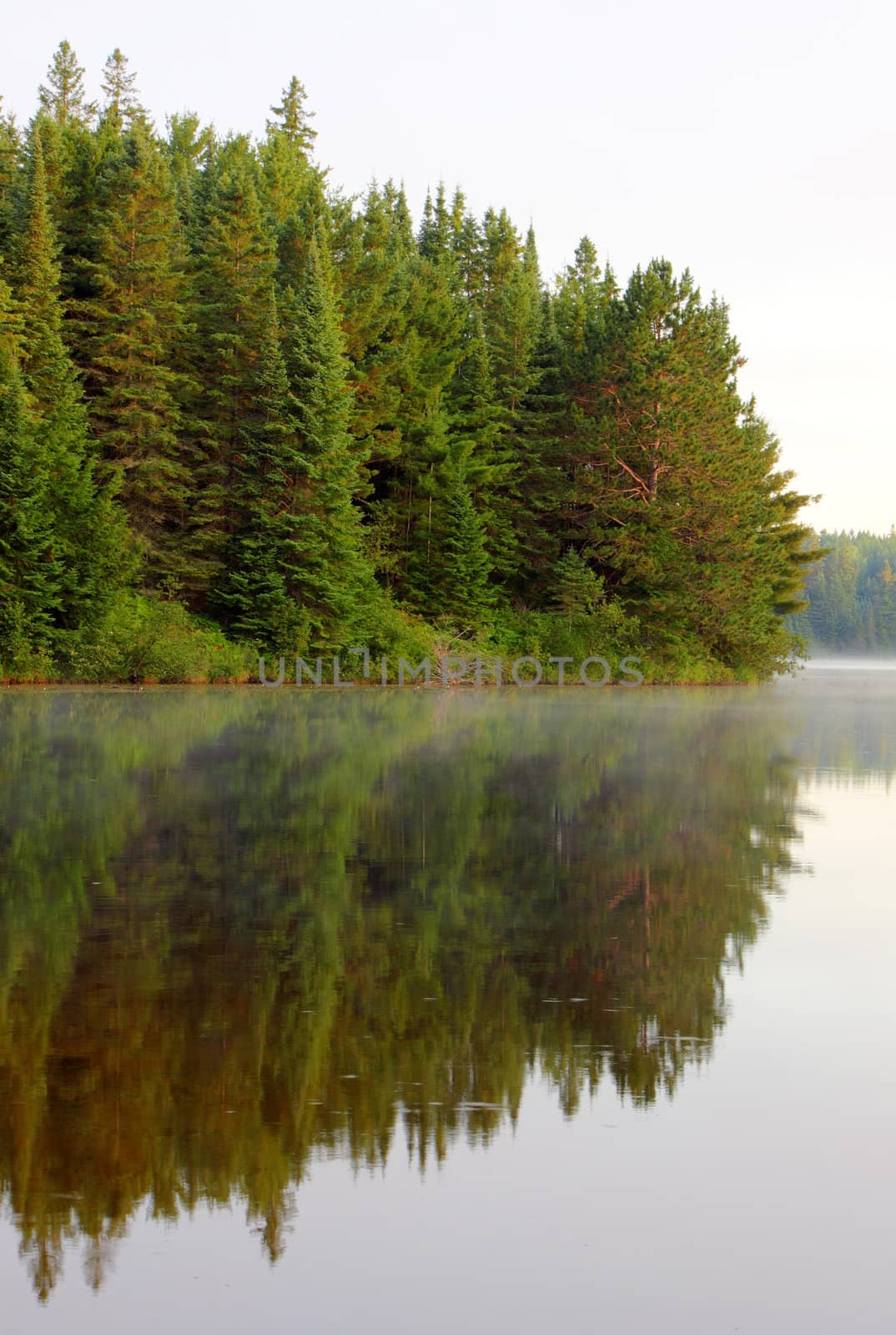 The reflection of evergreen trees in Pog Lake, in Algonquin Park, Ontario, Canada.