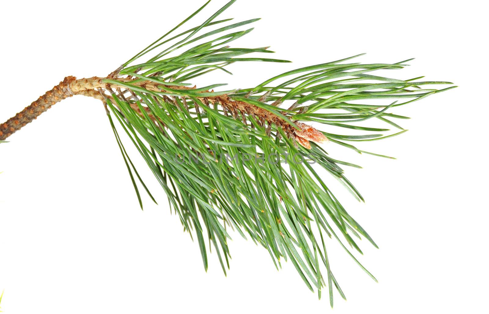 green branch  pine isolated on white background
