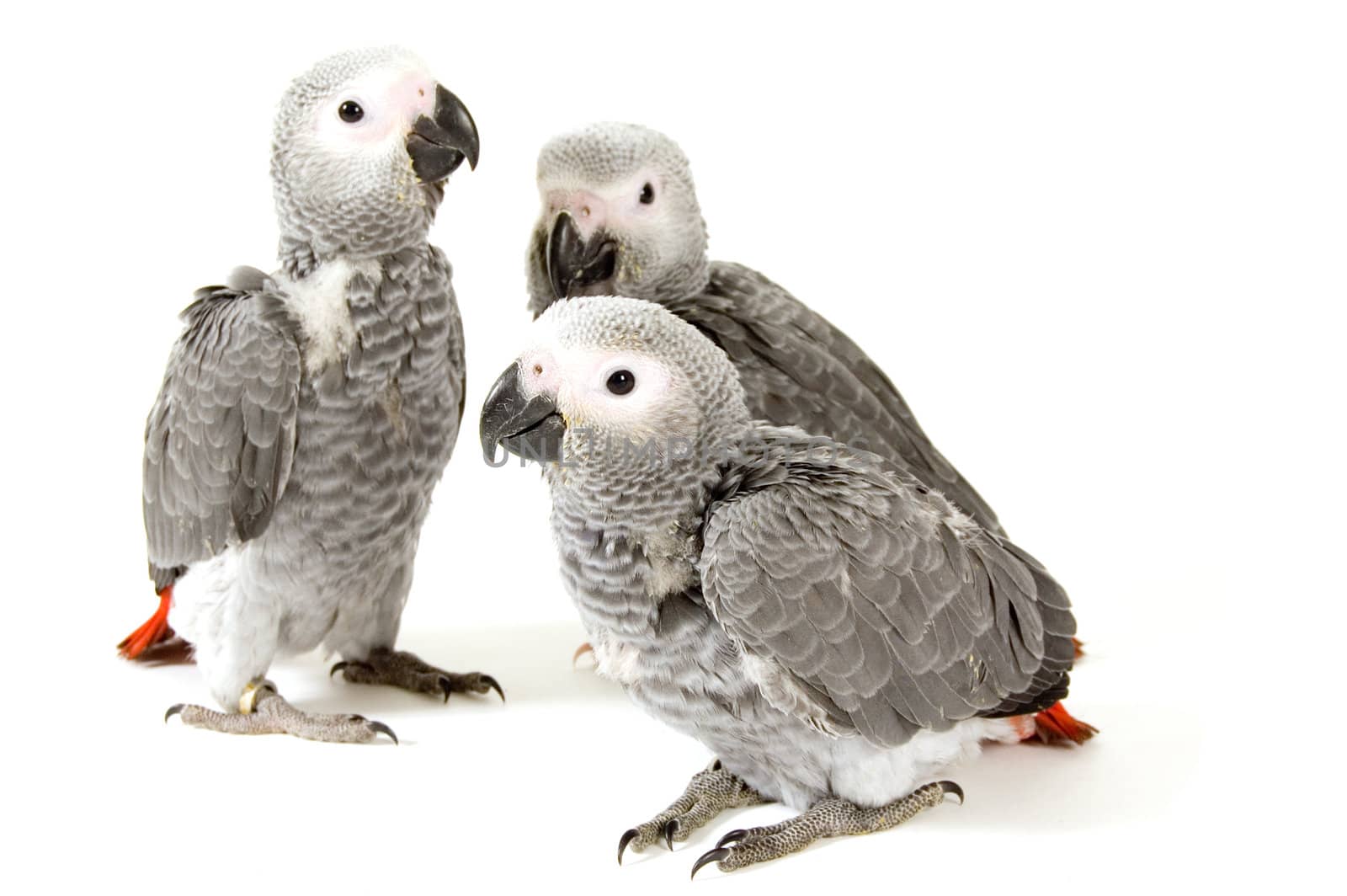 3 baby parrots isolated on white by ladyminnie