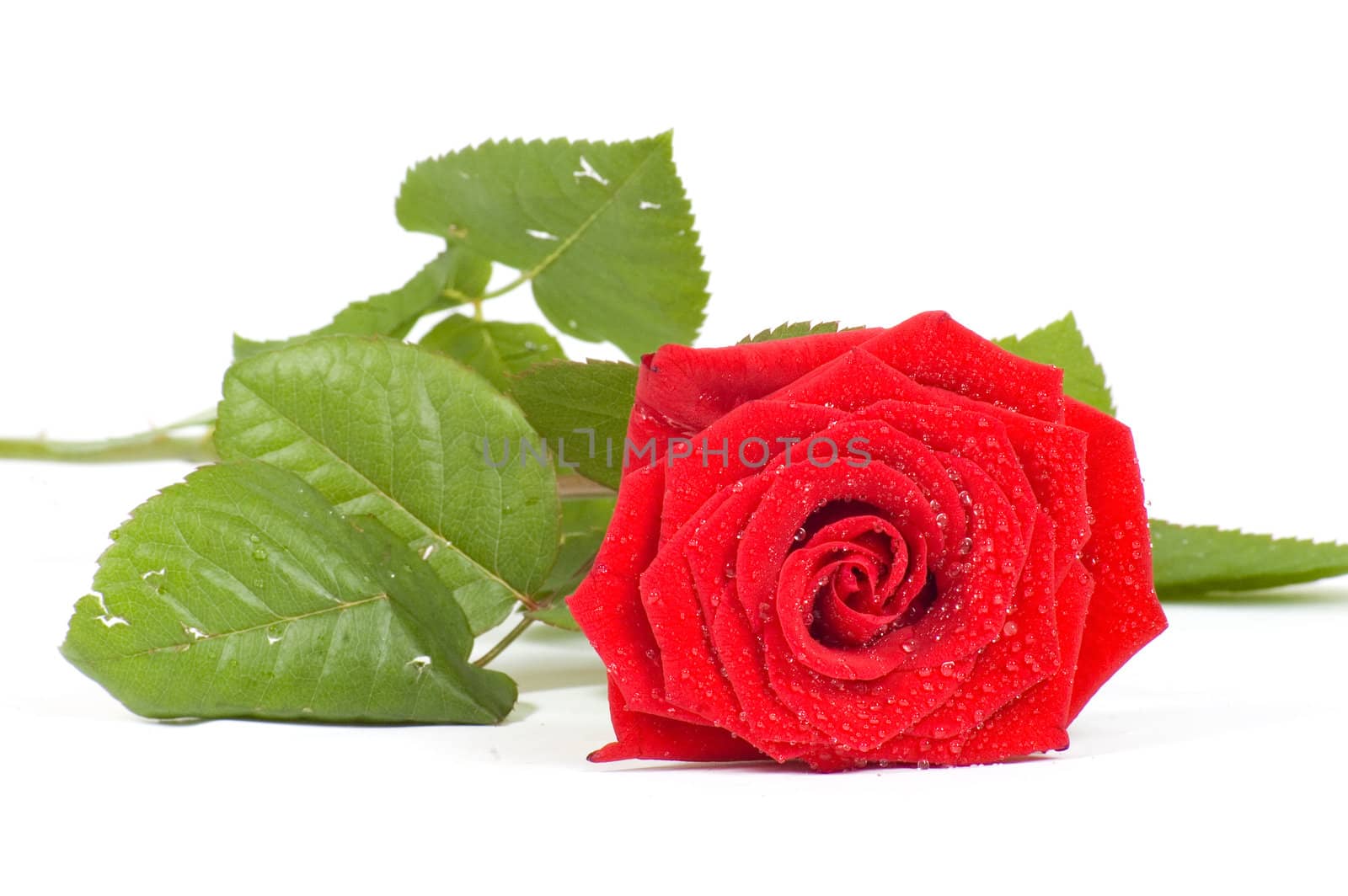 magnificent red rose with drops of water on white background, is by ladyminnie