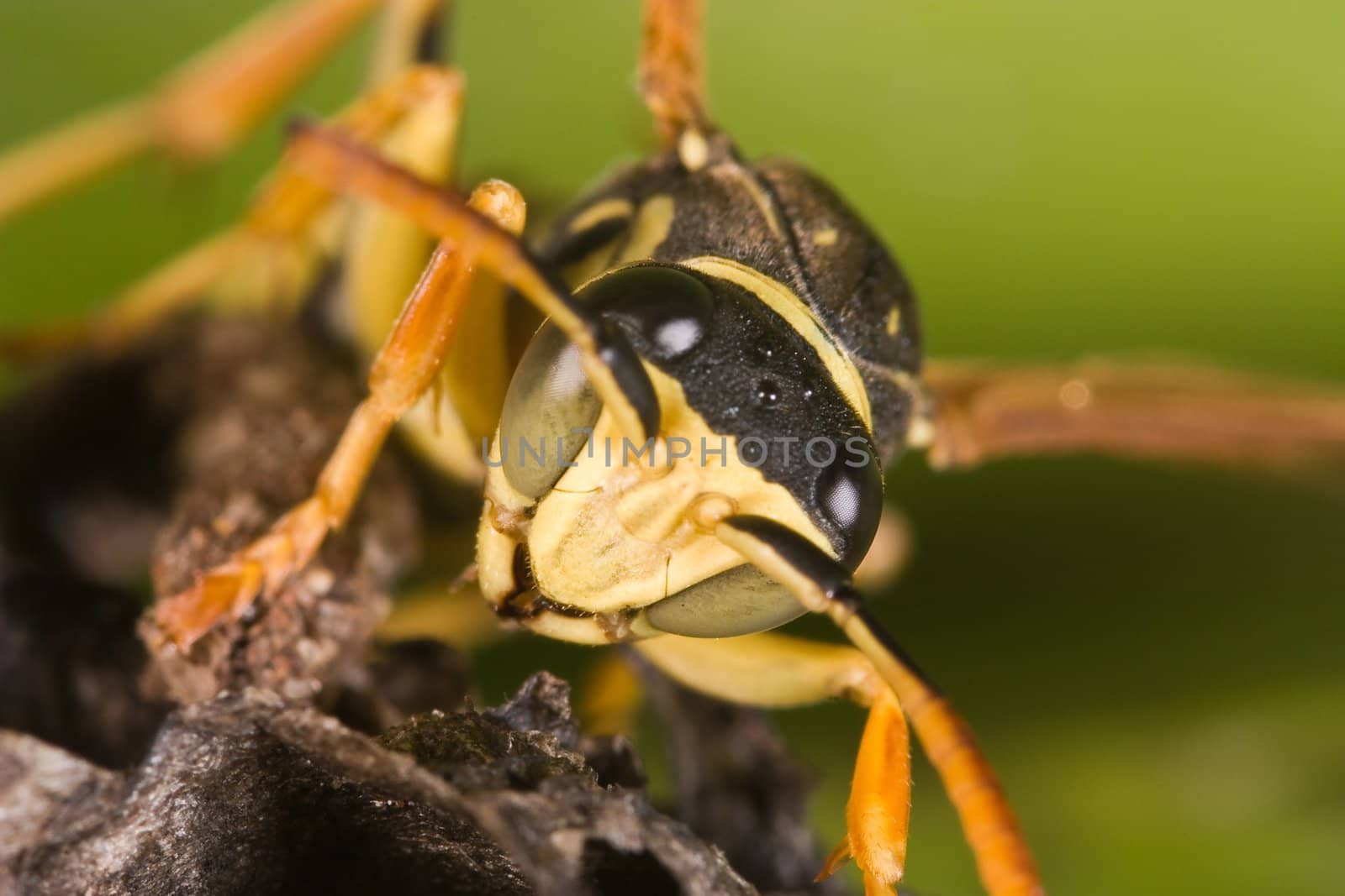 A wasp Polistes bischoffi ( Weyrauch, 1937 ) of threatening aspect
