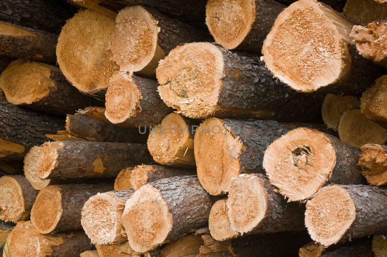 end view of a large stack of pine logs