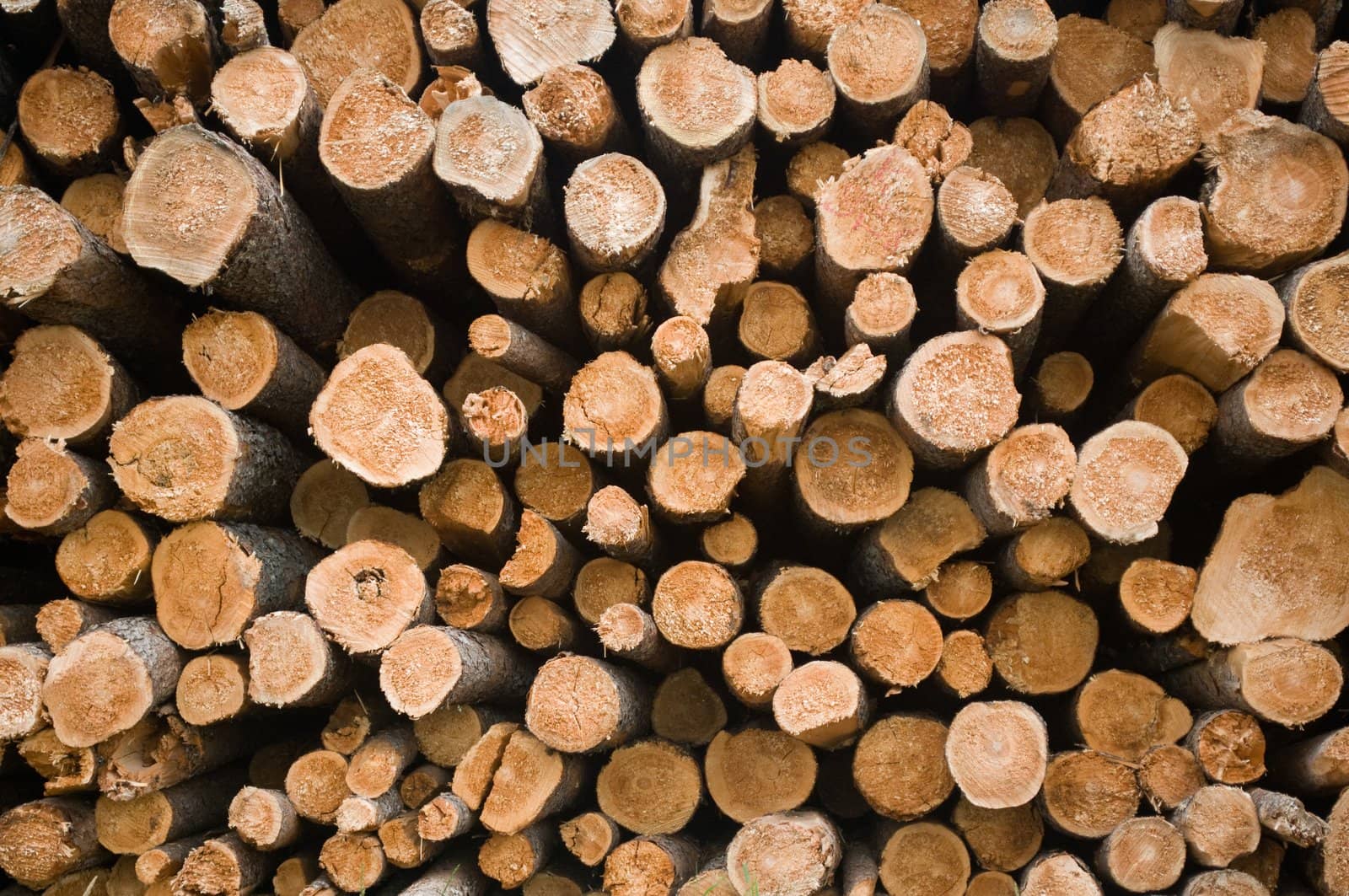 end view of a large stack of pine logs drying in the sun