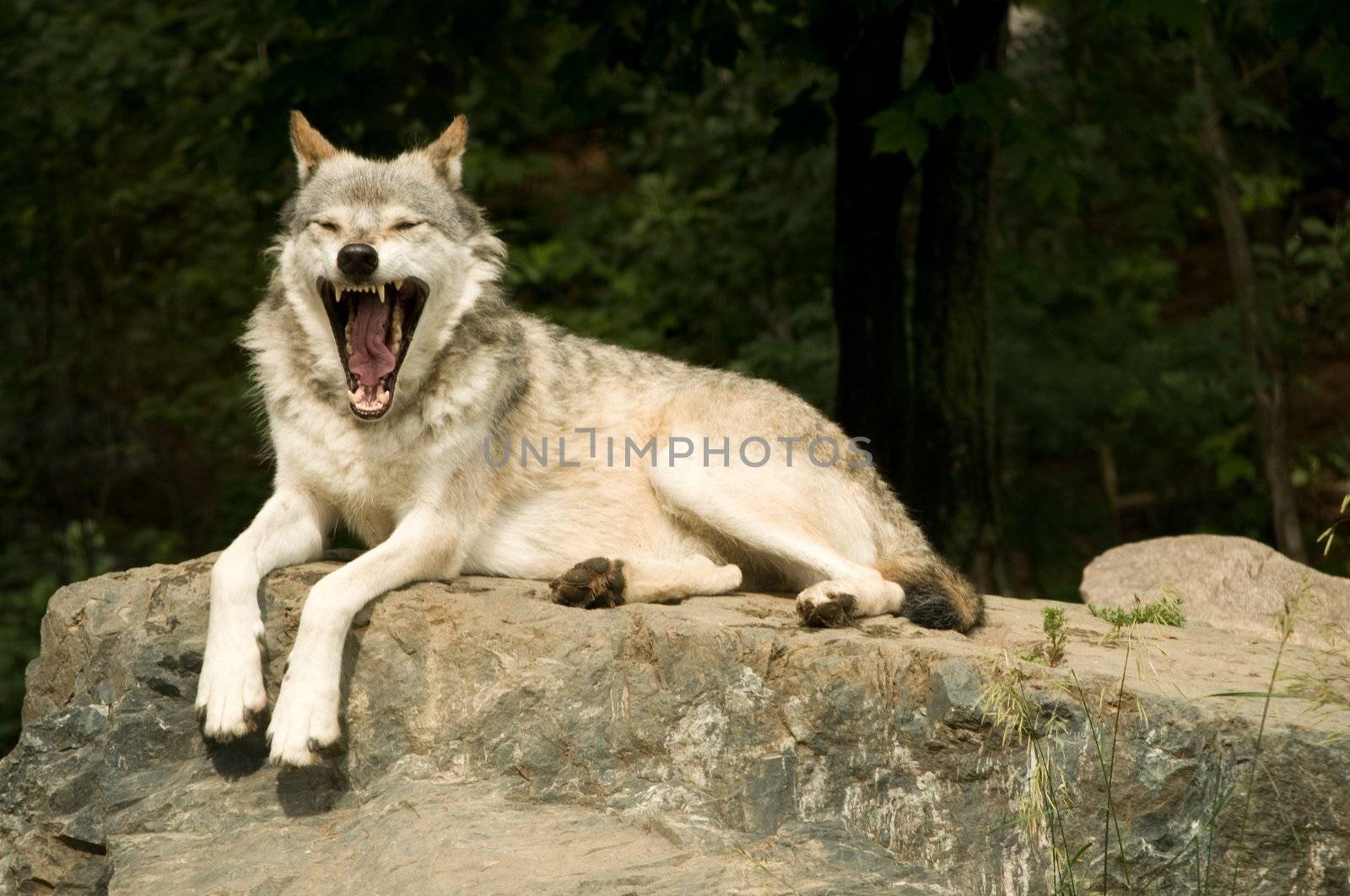 great plains  wolf yawning while resting on rock in sun