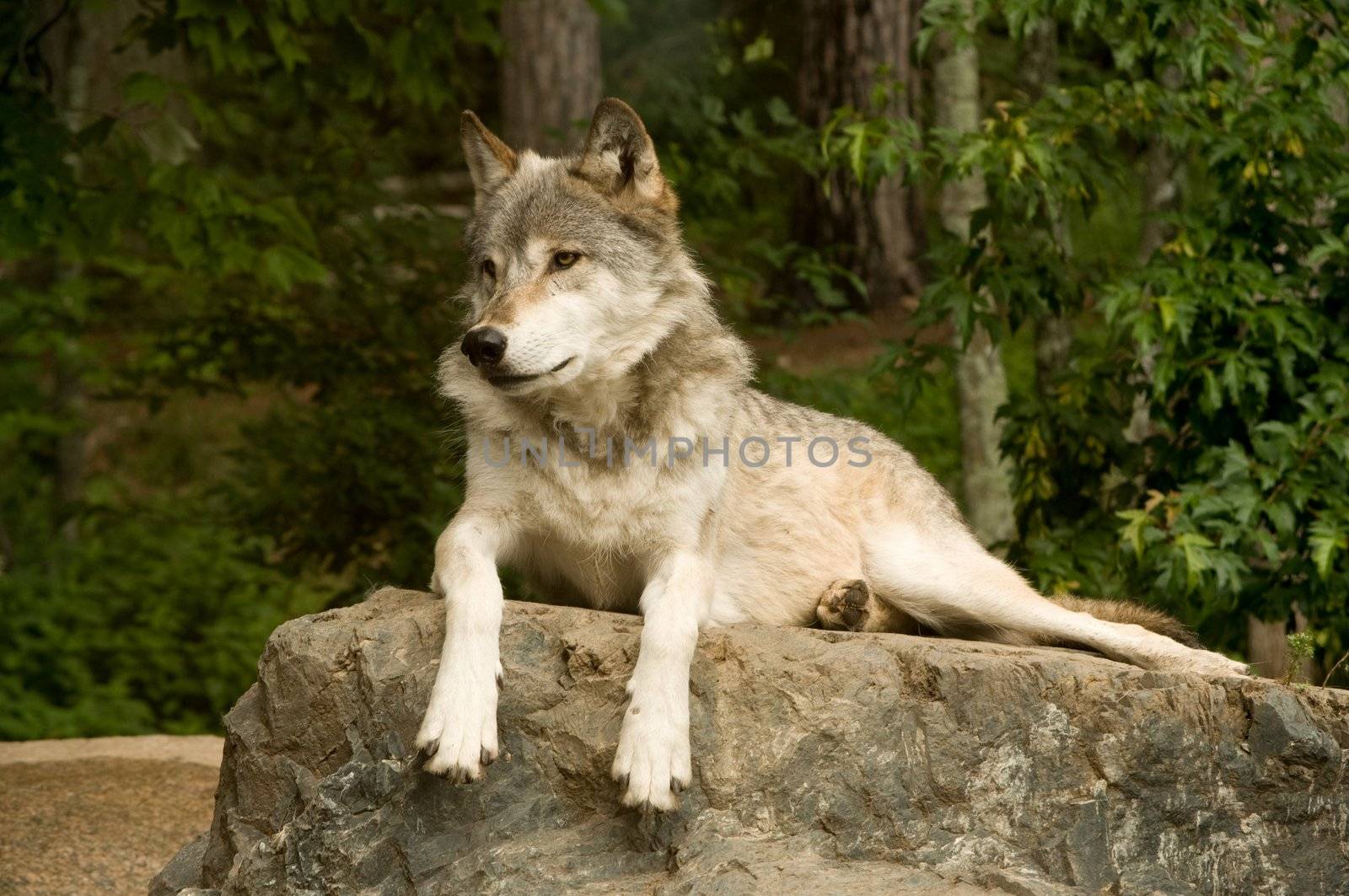 great plains wolf attentively watching while laying on rock in sun