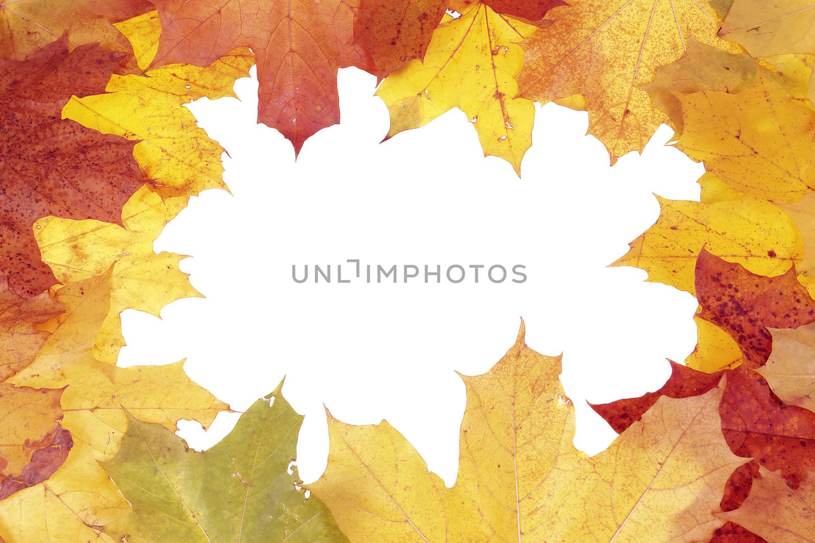 Framework for photos from multi-coloured maple leaves                               
