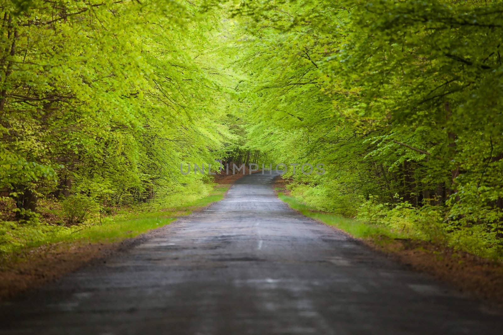 road in the tree tunnel by furzyk73