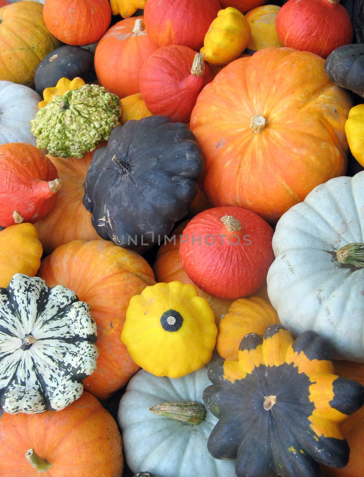 Colorful squash collection by swisshippo