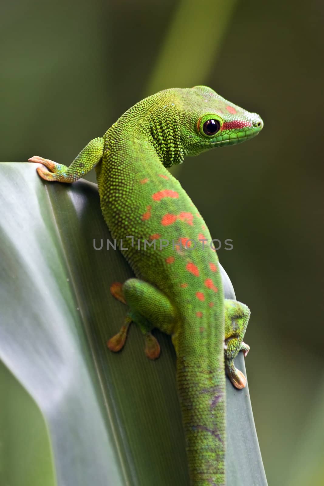 Green gecko on the leaf
