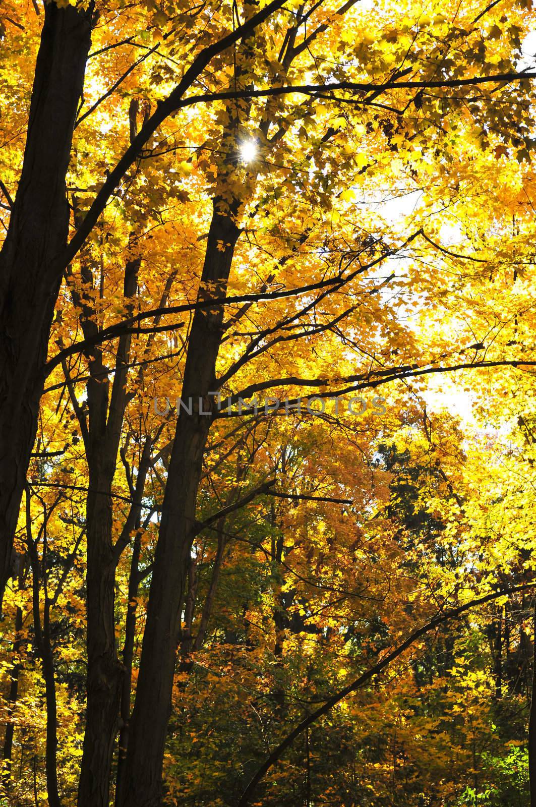 Group of colorful trees in autumn forest