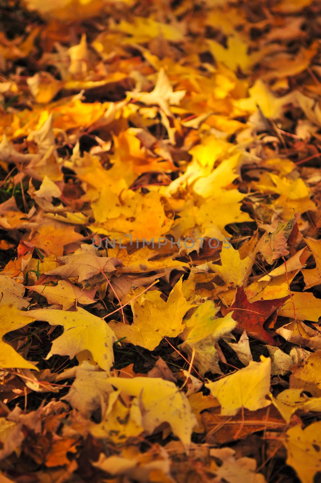 Red and orange fall maple tree leaves