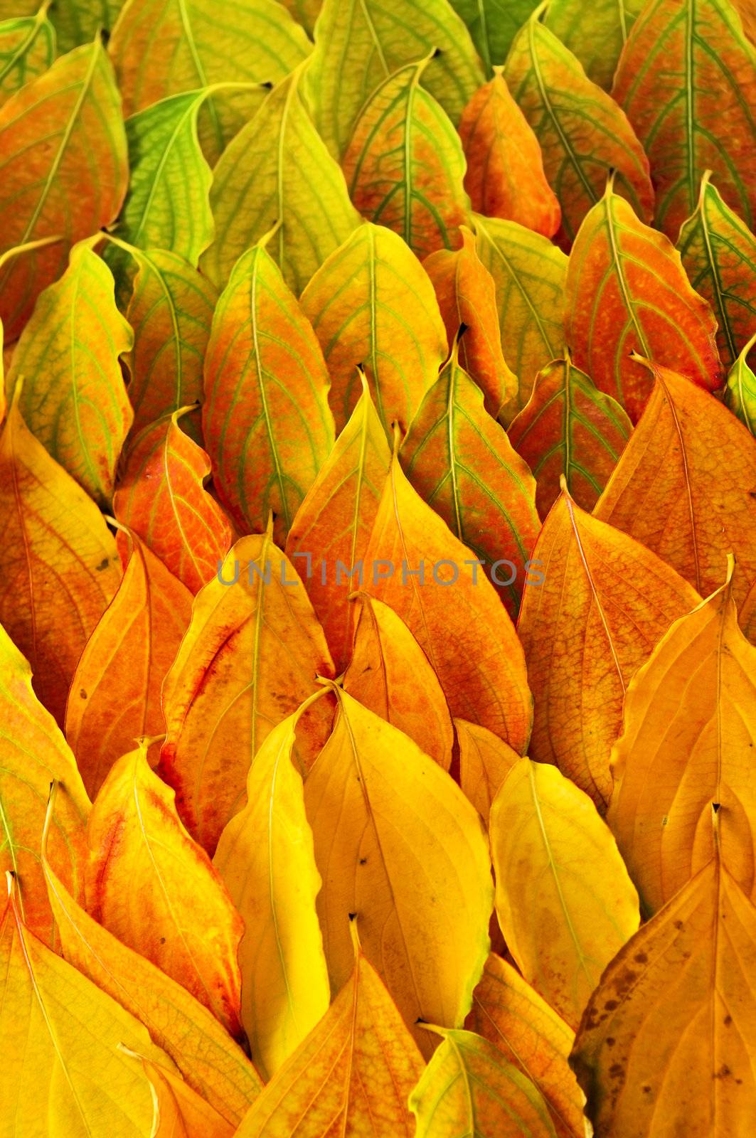 Autumn leaves background by elenathewise