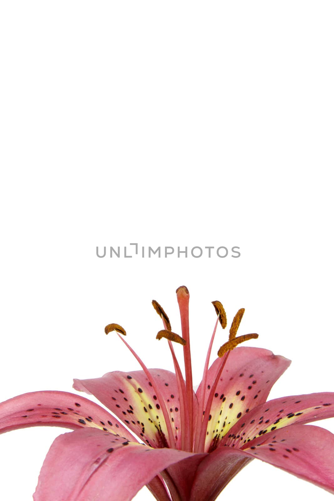 Pink Lily with Copyspace
 by ca2hill