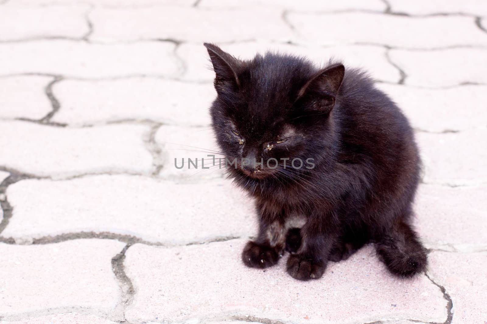 pitiful black kitten sitting on the brick
