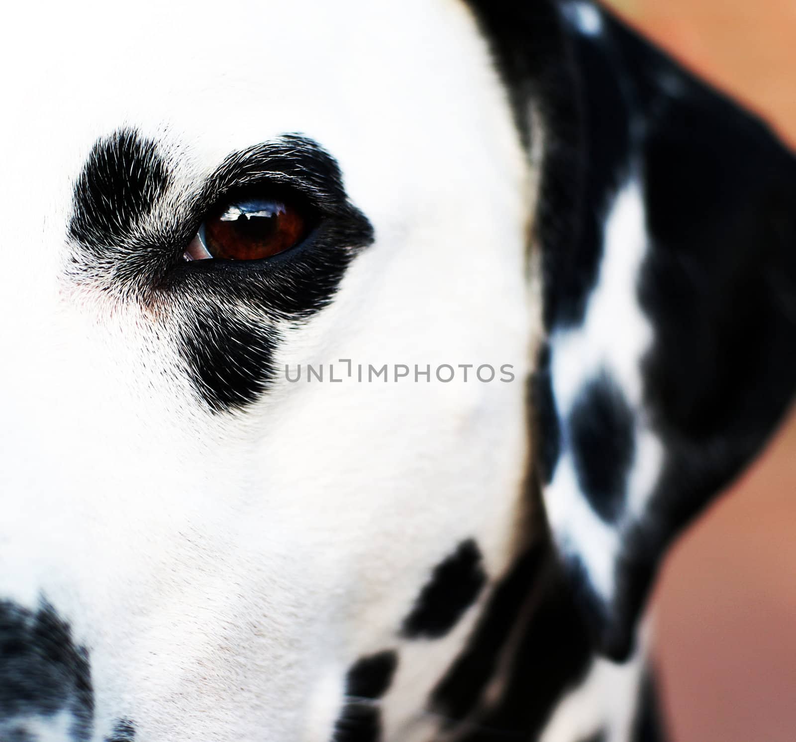 Close up of the eye of a dalmatian.