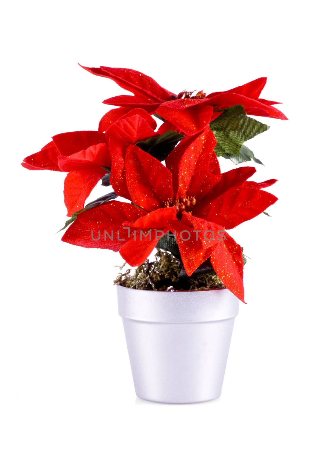 Red poinsettia, isolated on a white background.